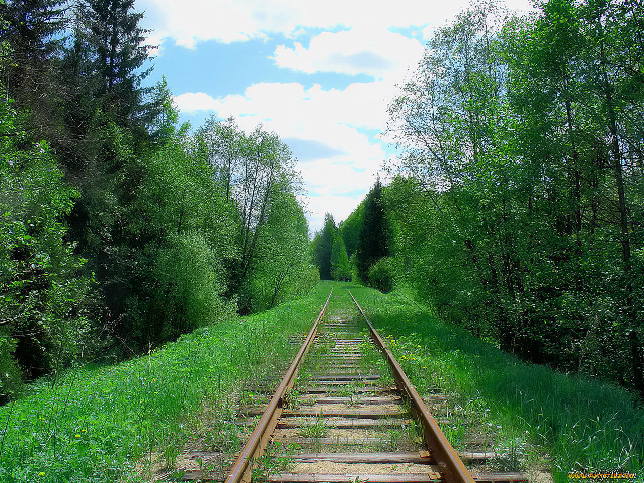 старая, ветка, разное