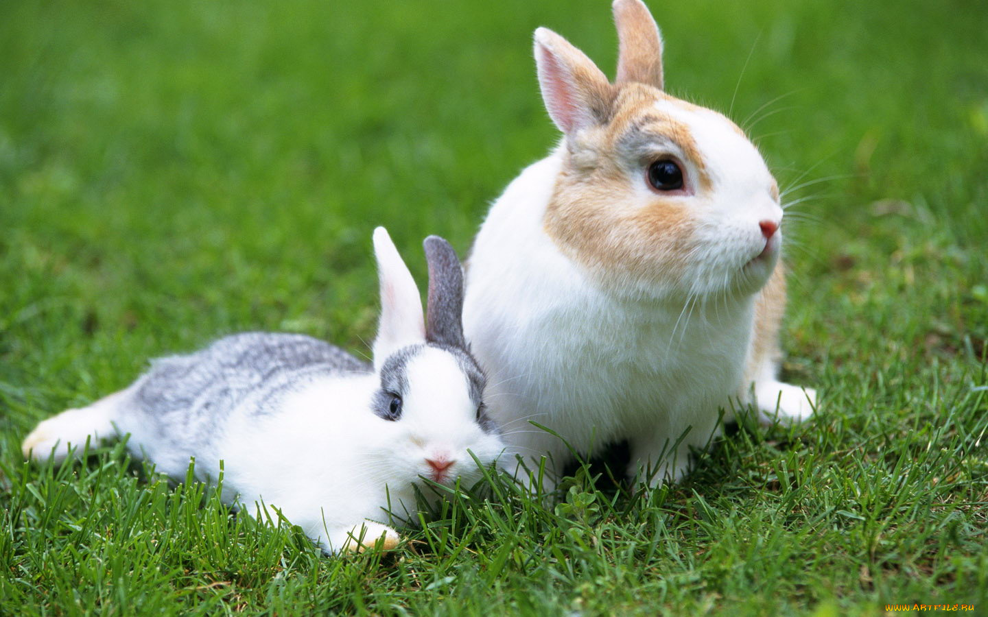 животные, кролики, зайцы