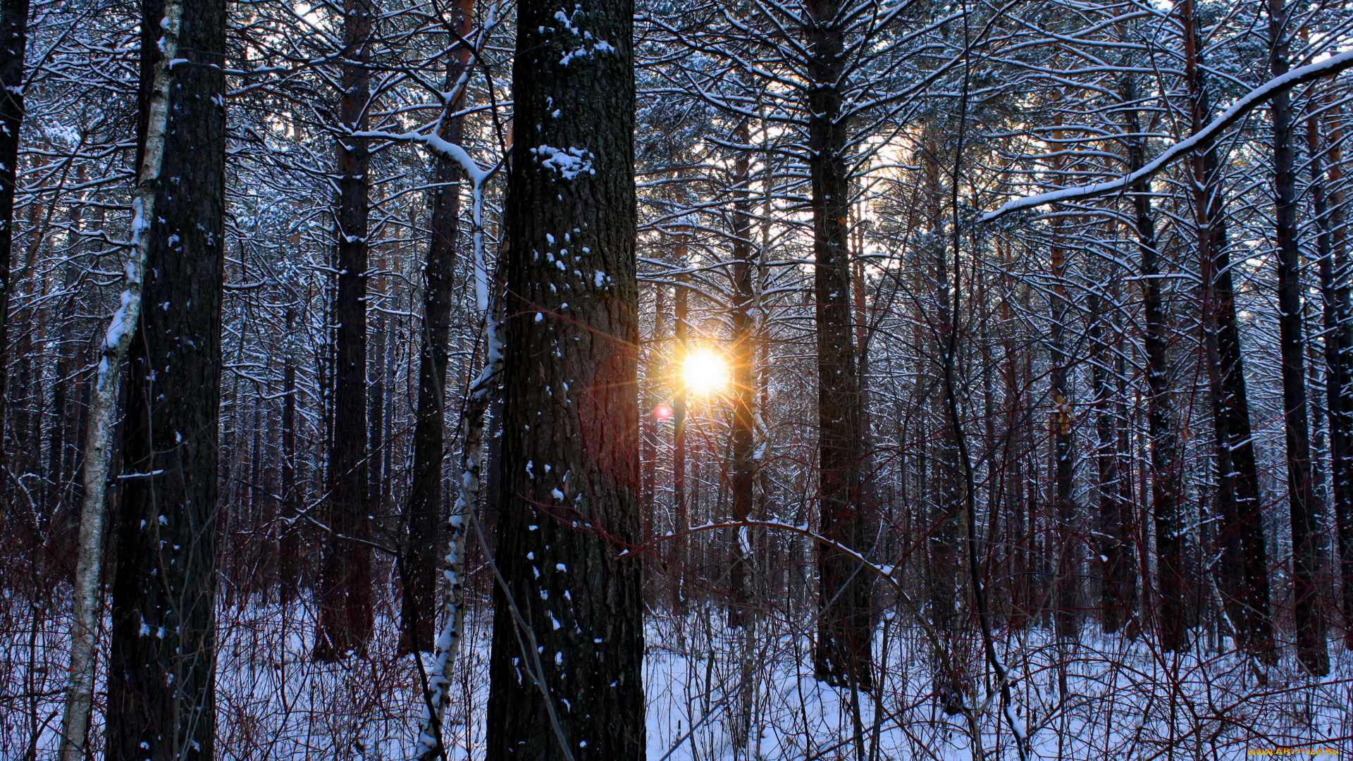 природа, зима, лес
