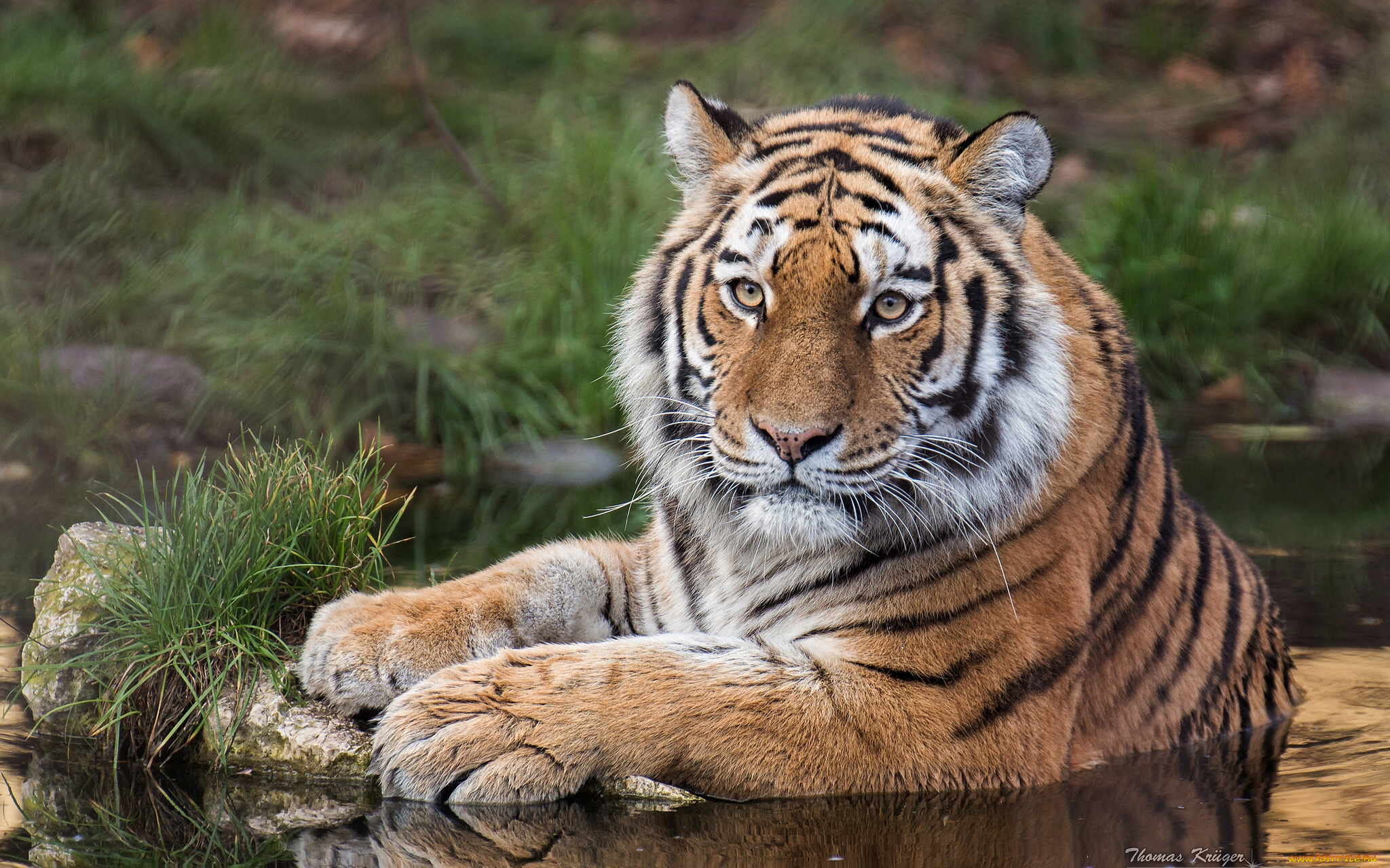 животные, тигры, хищник, дикая, кошка, тигр, амурский, вода, взгляд
