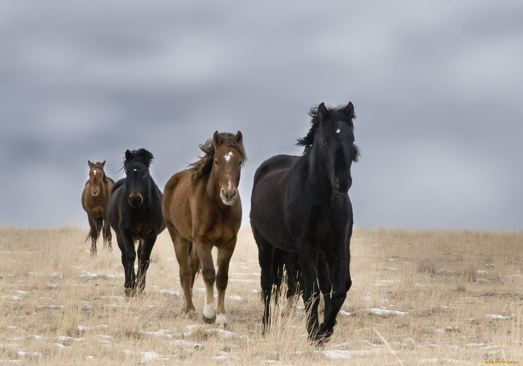 животные, лошади, кони, поле