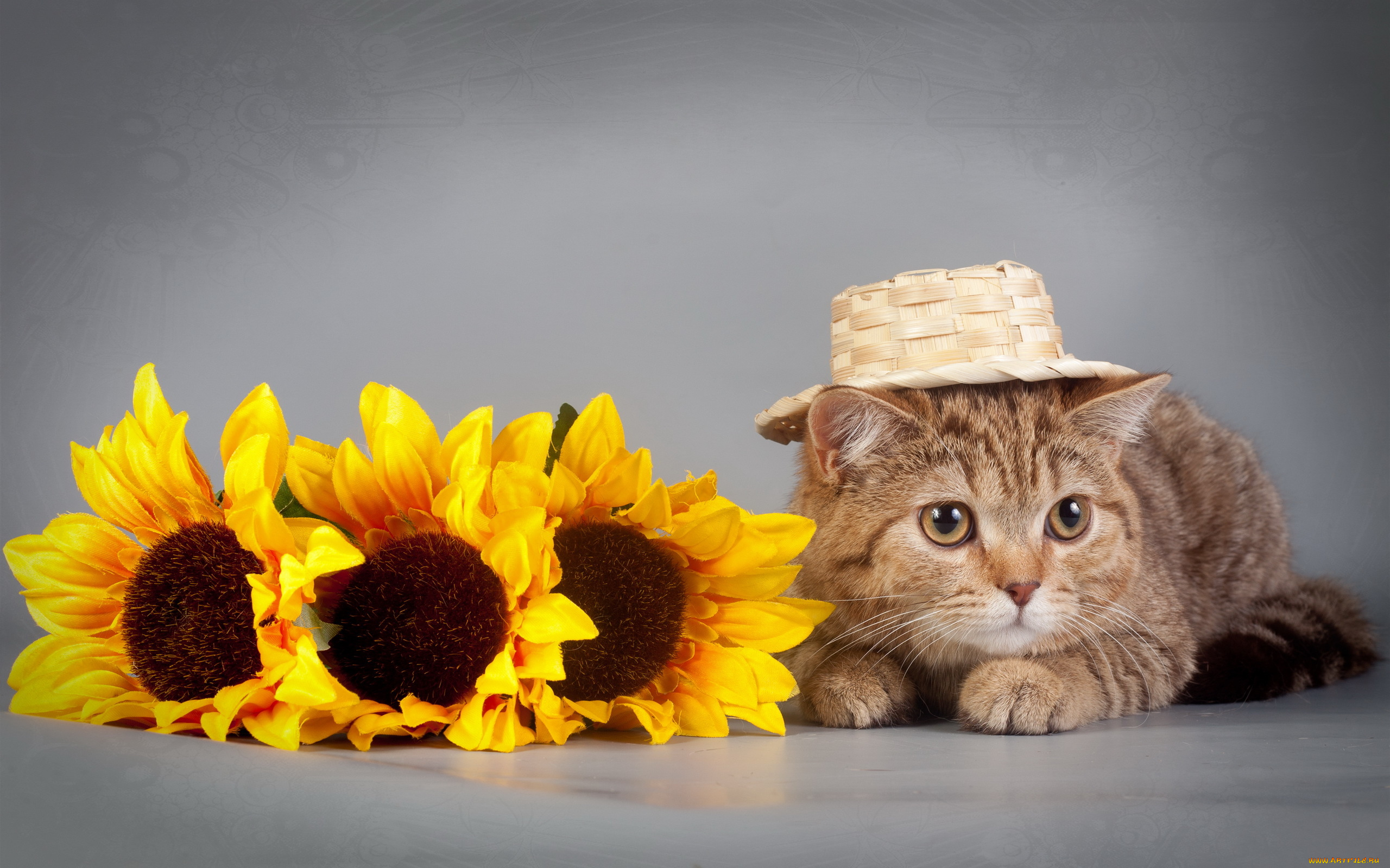 животные, коты, шляпка, цветы, подсолнухи, кошка