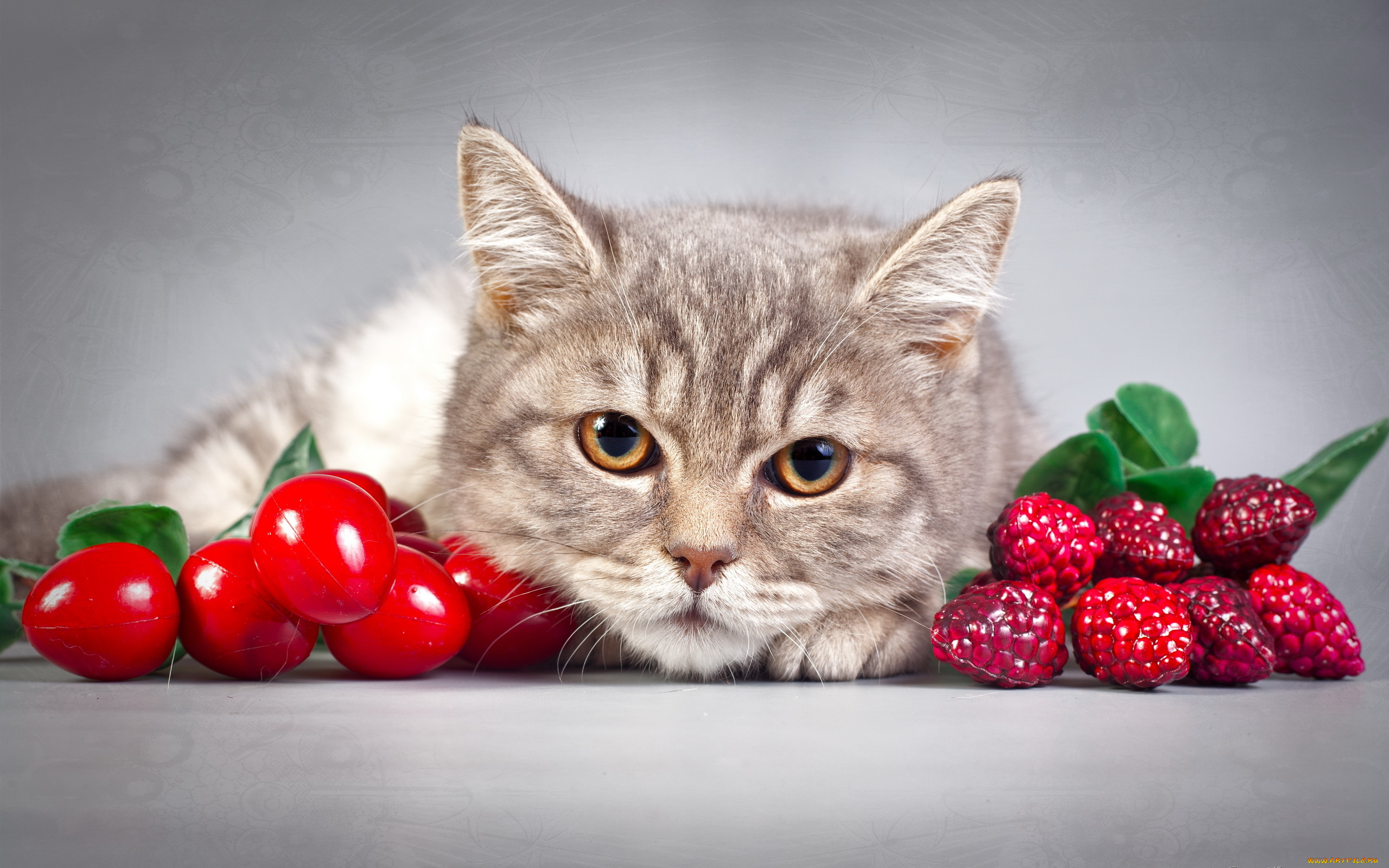 животные, коты, ягоды, портрет, взгляд, кошка, кот