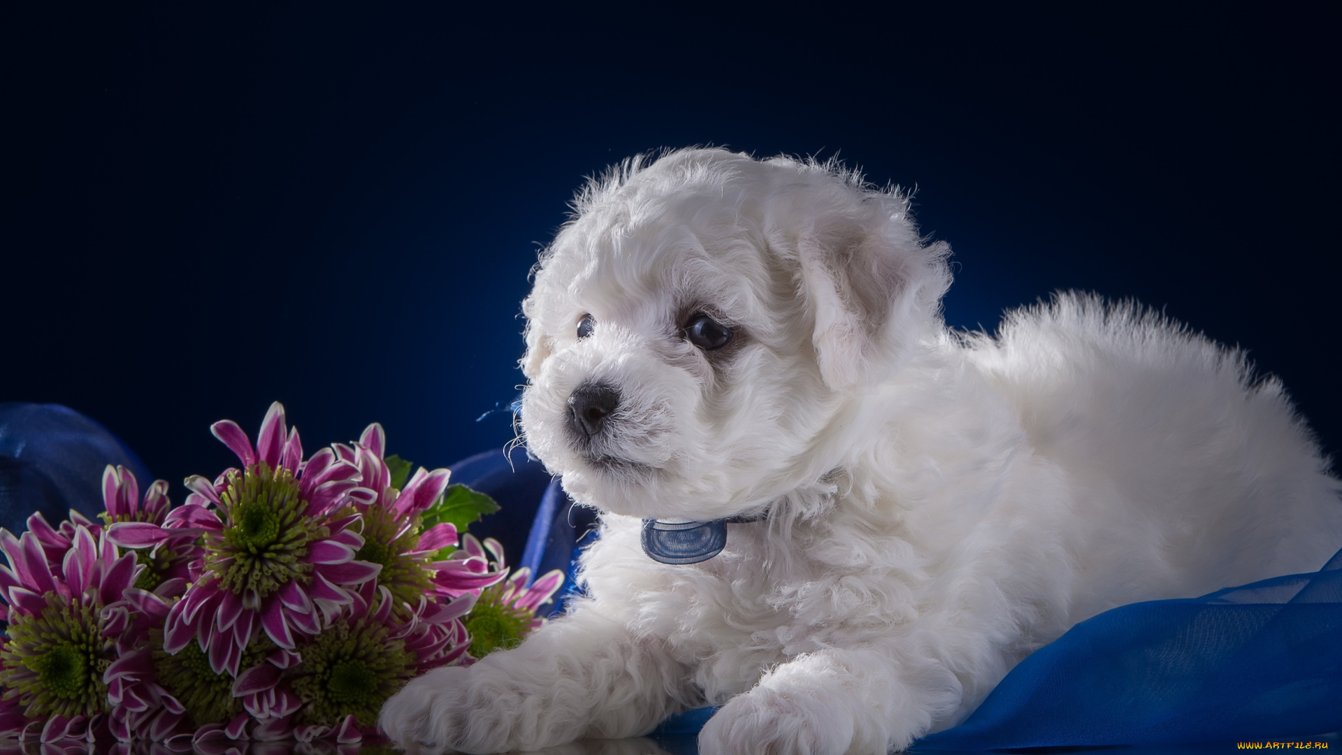 животные, собаки, цветы, хризантемы, белый, щенок, бишон, фризе
