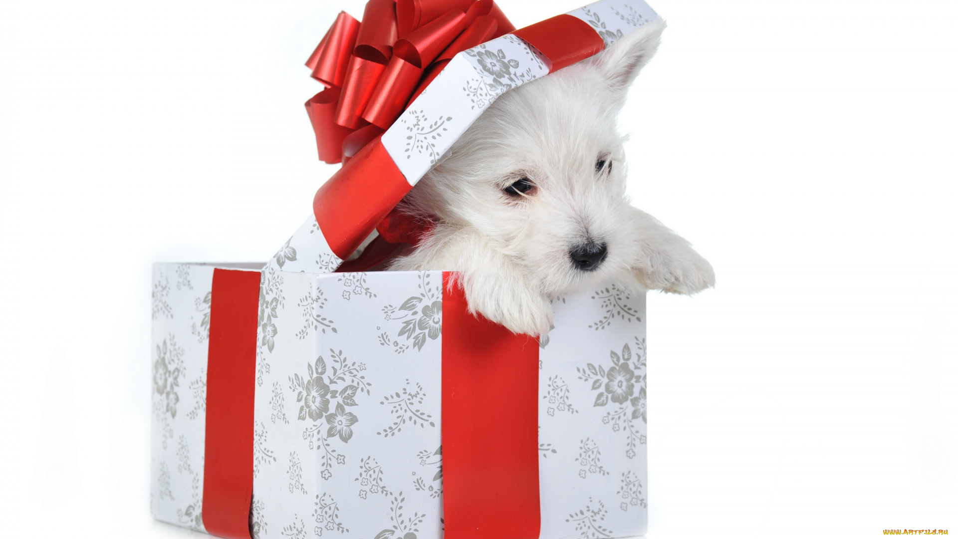 животные, собаки, собака, праздник, коробка, щенок, новый, год, красный, подарок, белый, фон, рождество, бантик, крышка