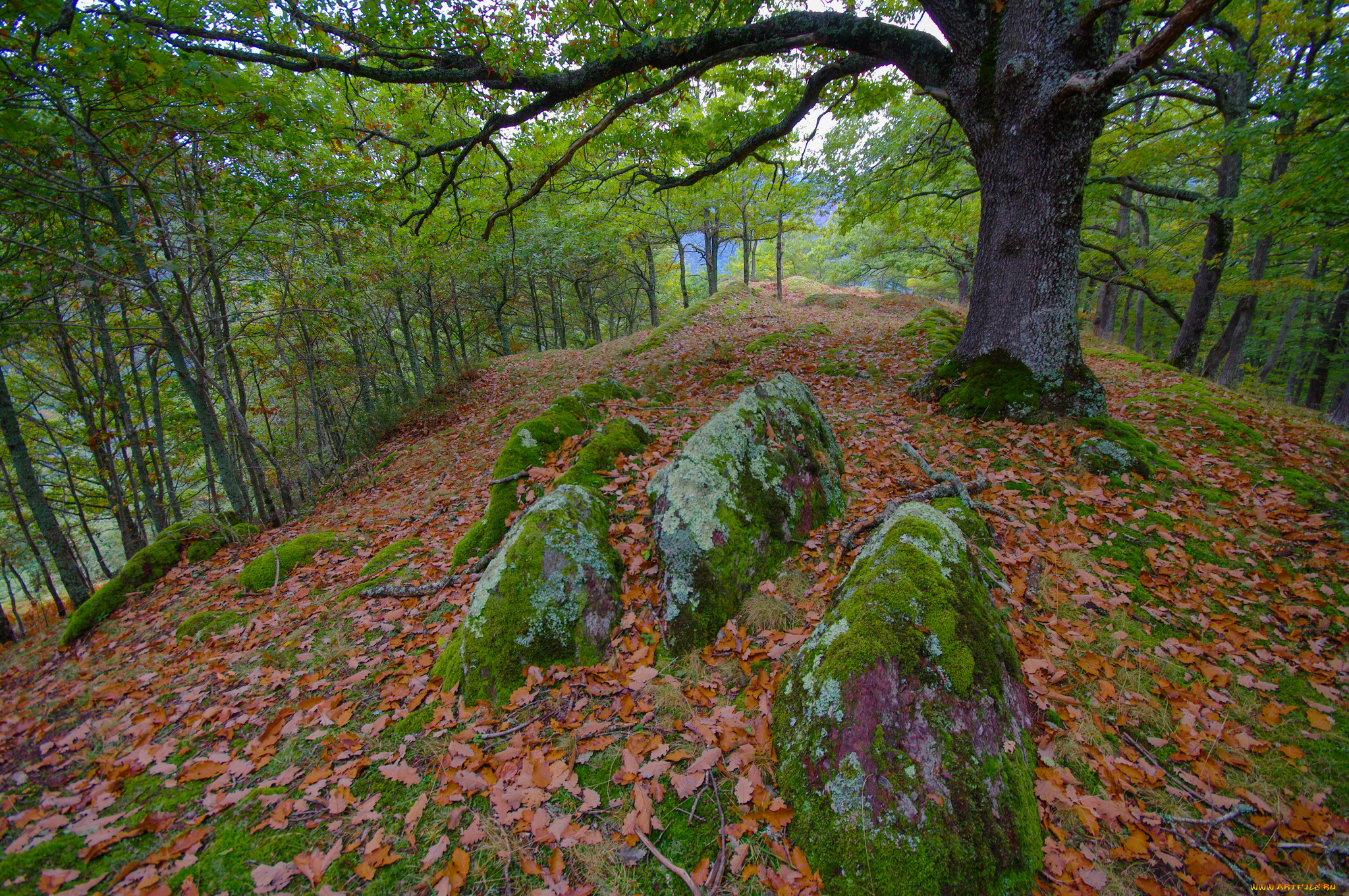 природа, лес, осень, камни, листья, деревья