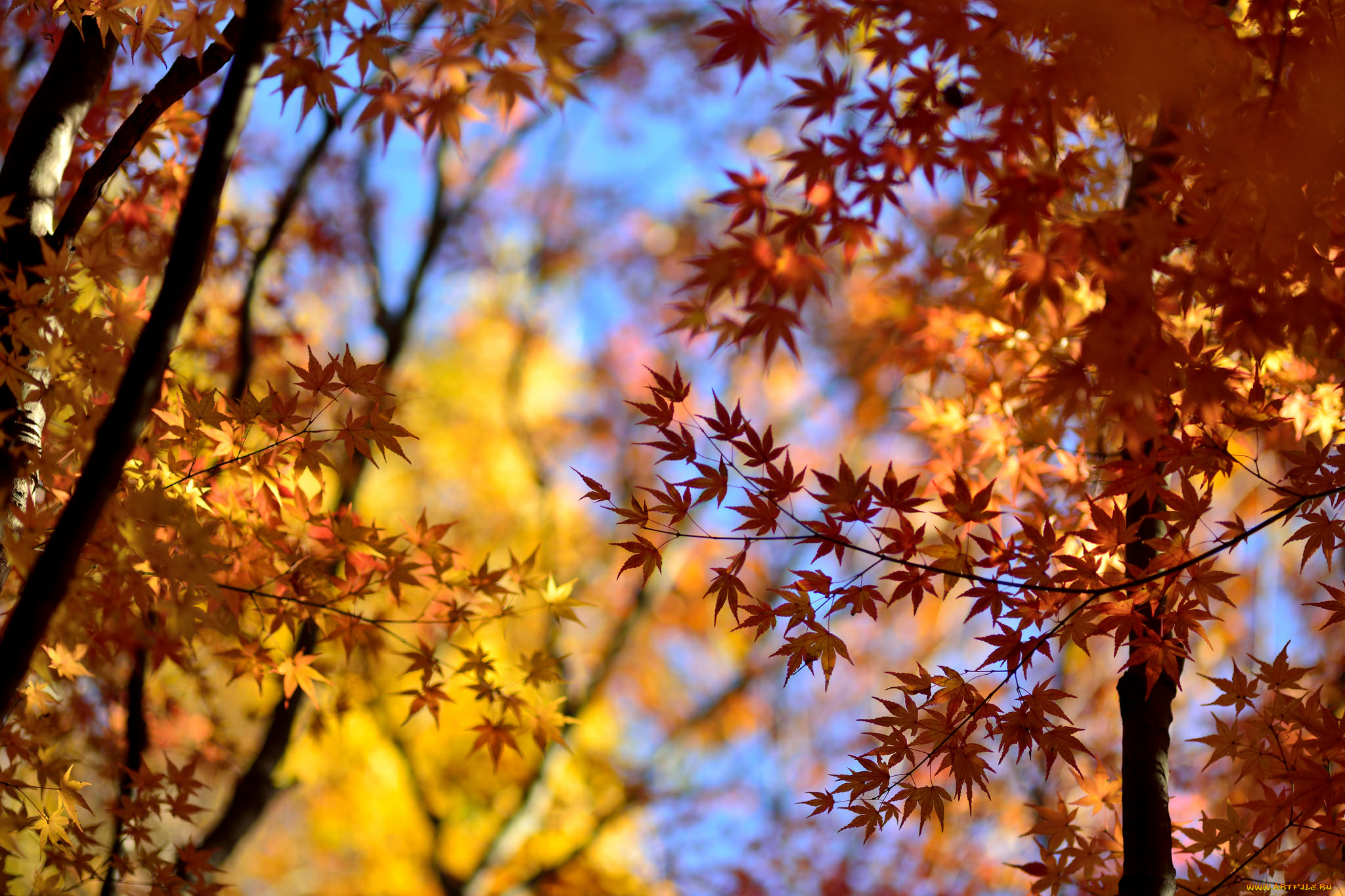 природа, листья, осень, деревья