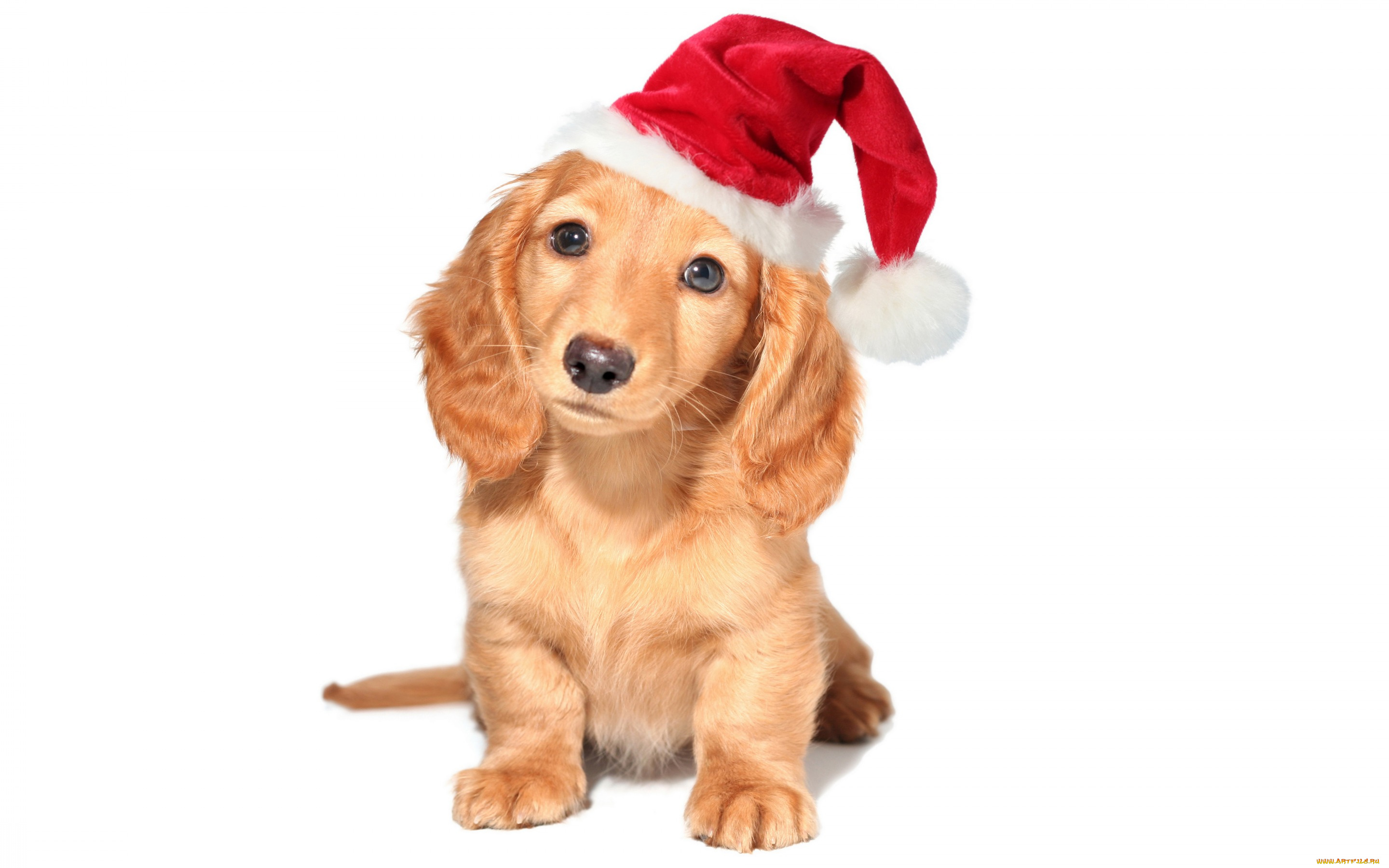 животные, собаки, колпак, санты, новый, год, щенок, собака, белый, фон, красный, праздник