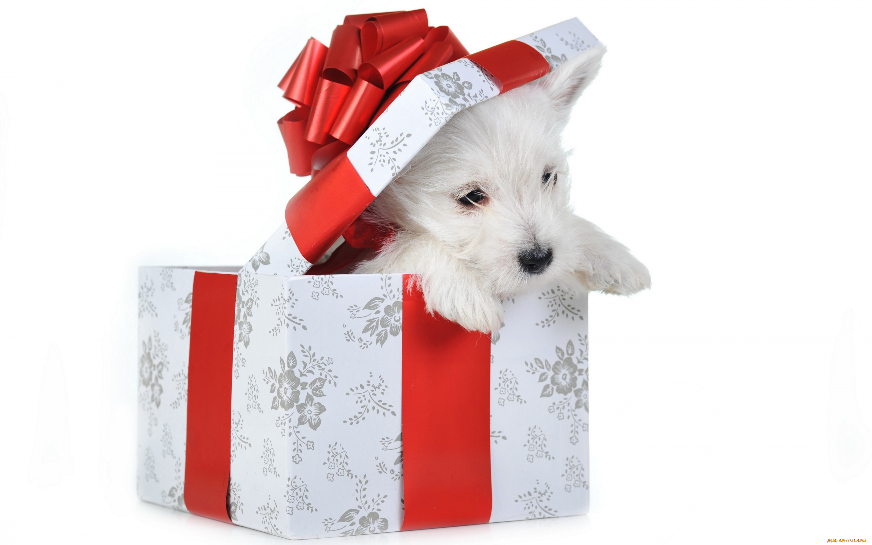 животные, собаки, собака, праздник, коробка, щенок, новый, год, красный, подарок, белый, фон, рождество, бантик, крышка