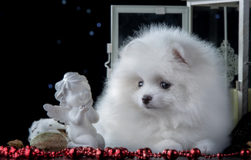 Картинка животные собаки белый щенок шпиц милый статуэтка ангел