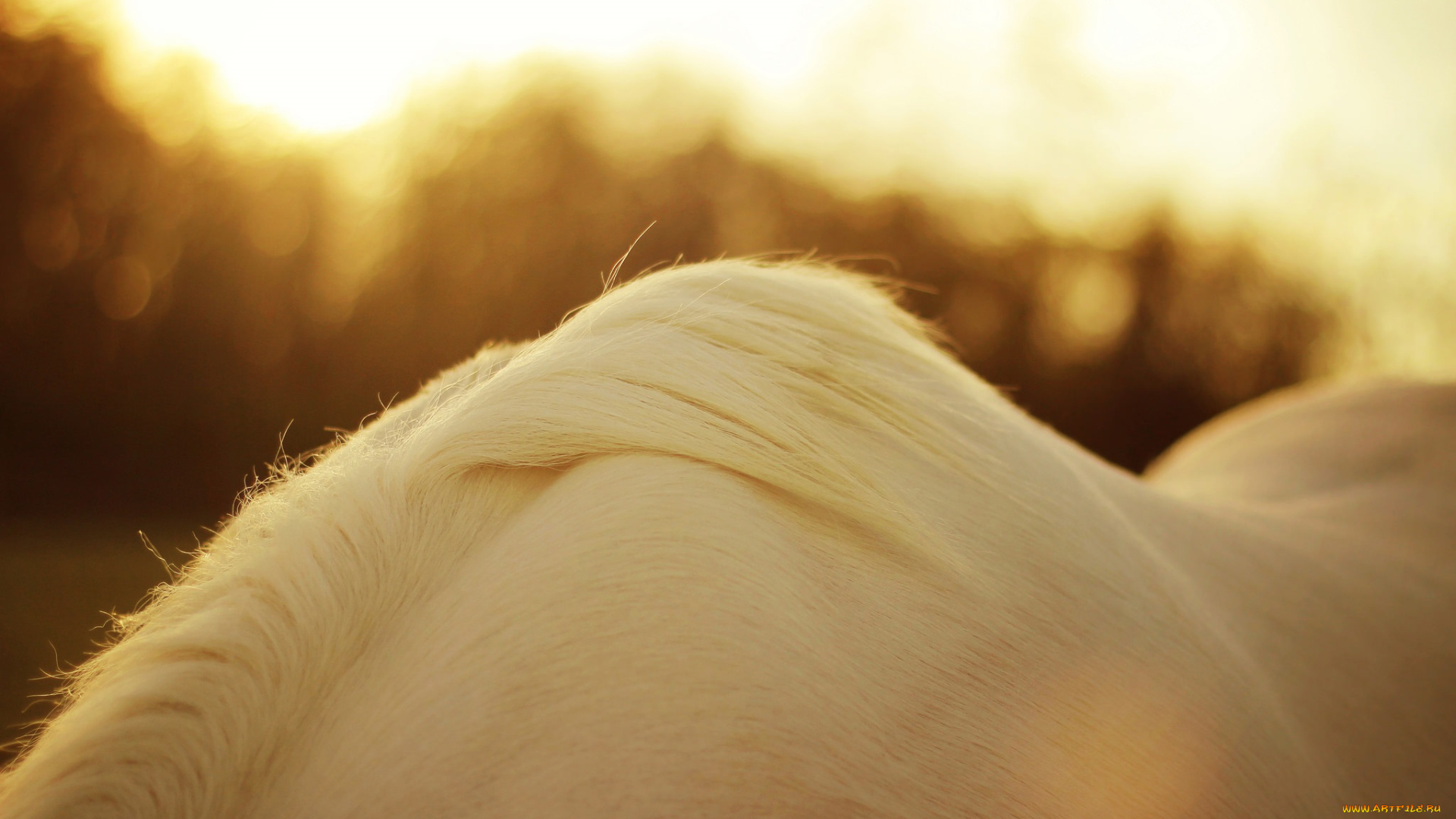 животные, лошади, белый, конь, грива, шерсть, масть, окрас, макро, солнце, блики, свет