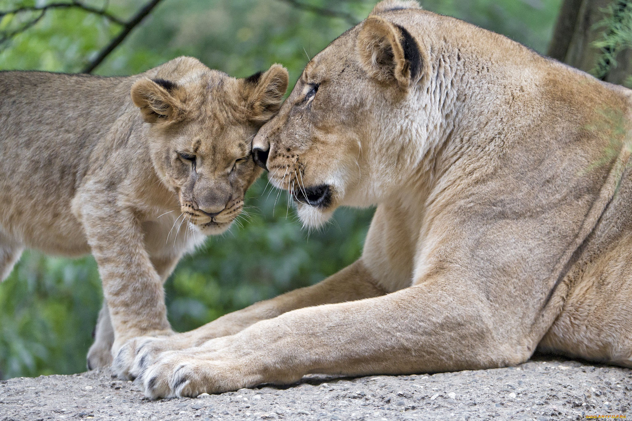 животные, львы, любовь, ласка, забота, семья, пара, детёныш, мать, львица, львёнок