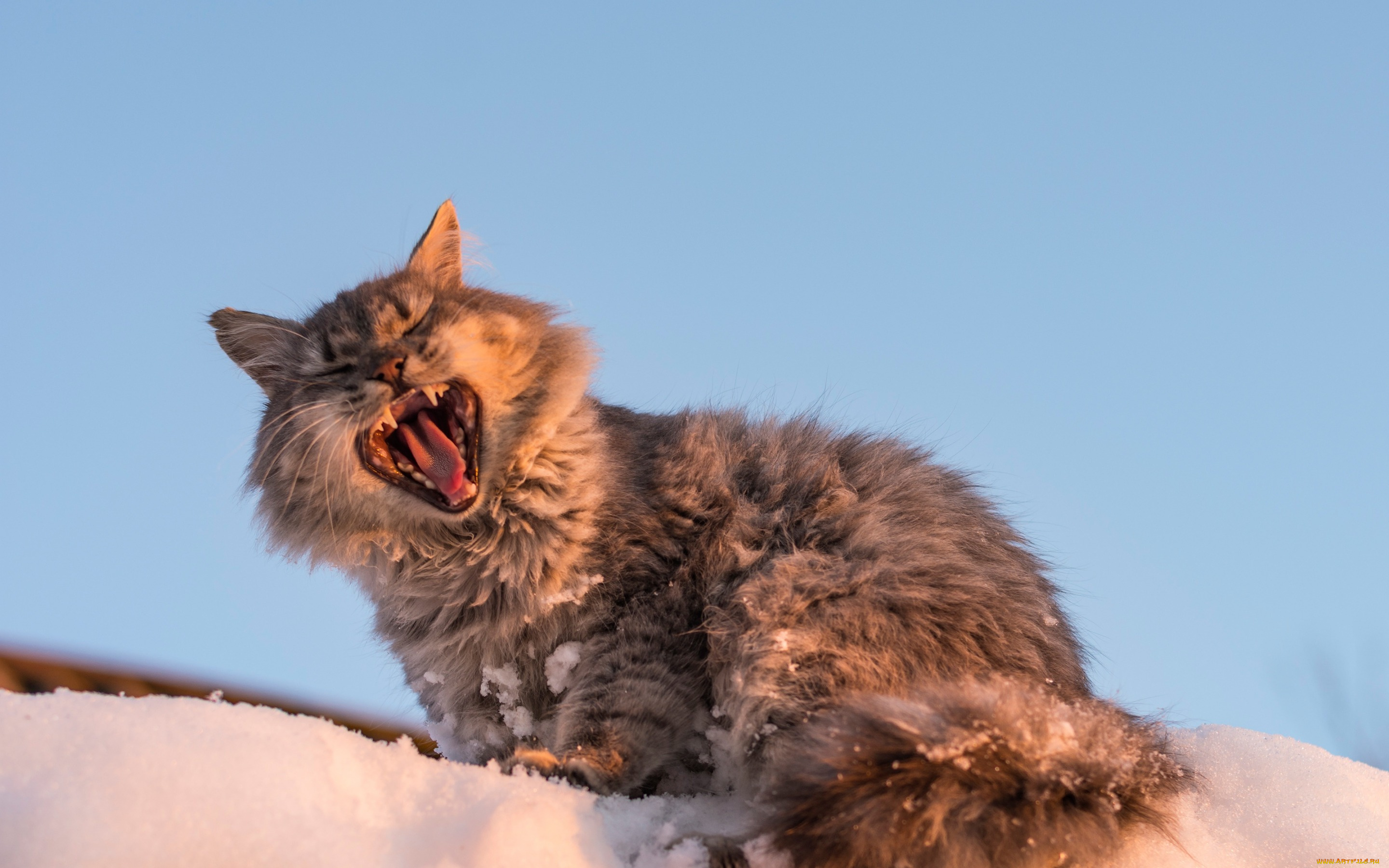 животные, коты, кошка, кот, снег, зевает, зевок