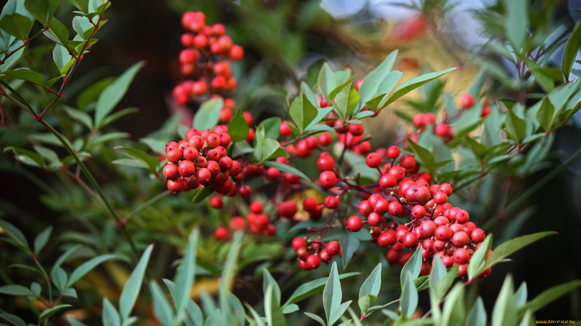 nandina, domestica, природа, ягоды, nandina, domestica