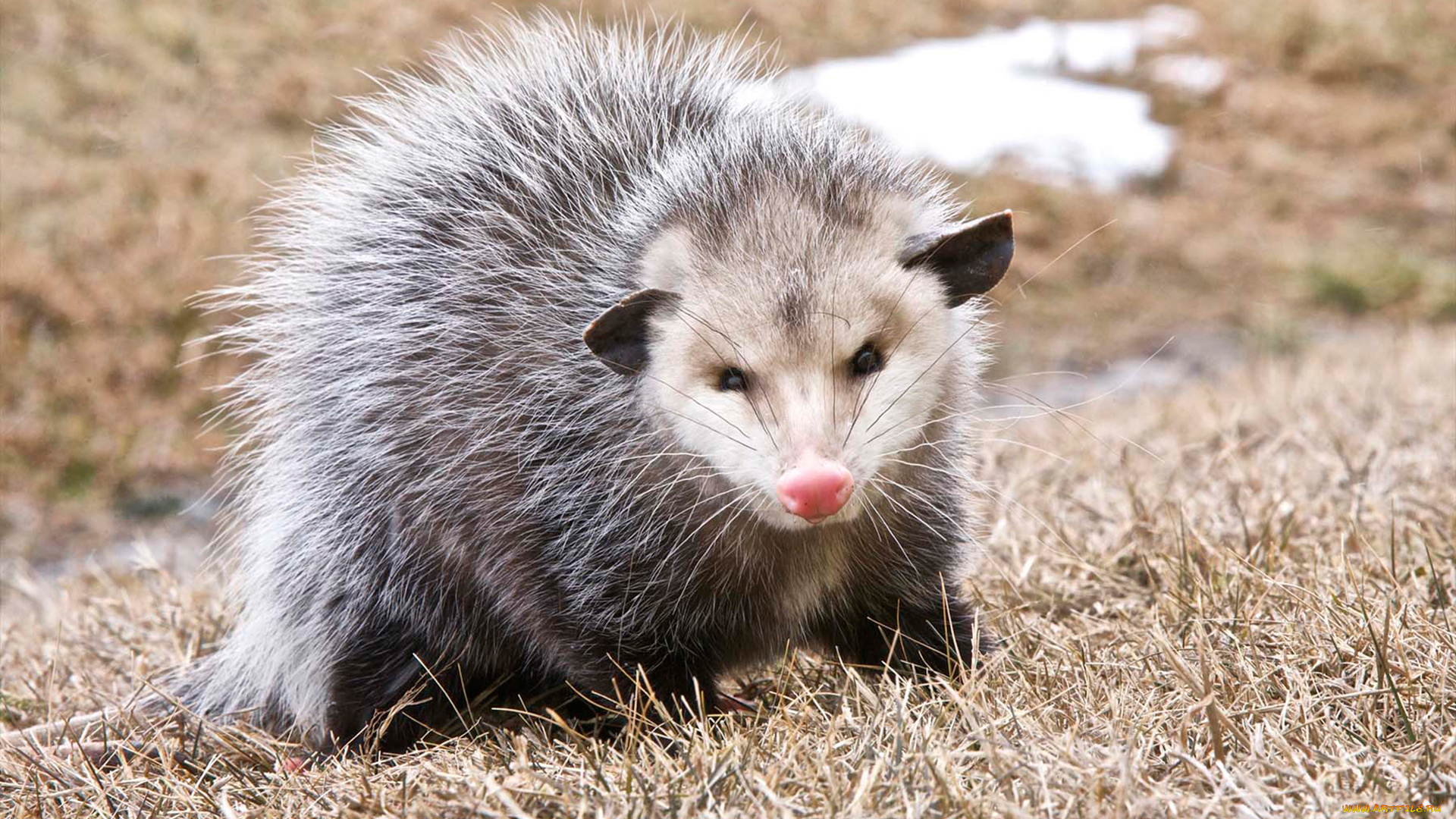 opossum, животные, опоссумы, опоссум, опоссумовые, зверёк, мех, хвостик, мордочка, млекопитающие