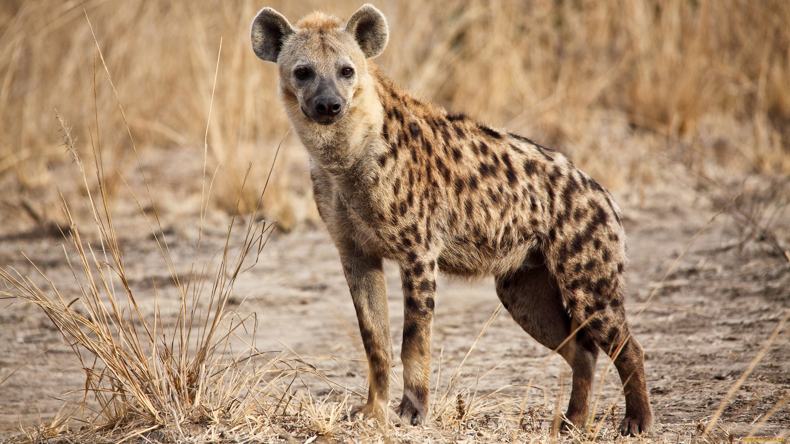 гиена, животные, гиены, , гиеновые, собаки, hyena, гиеновые, хищник, млекопитающее, шерсть, когти, оскал, зубы, африка