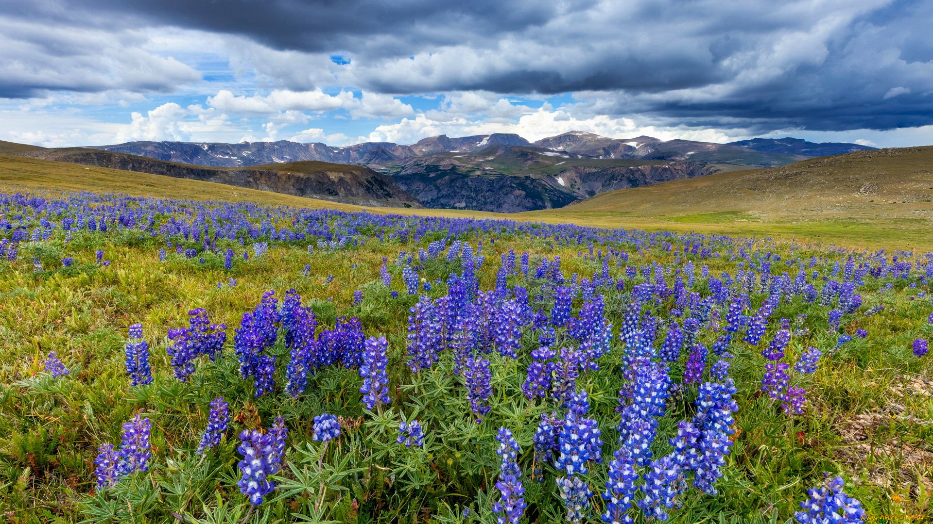 high, beartooth, mountains, wyoming, природа, луга, high, beartooth, mountains