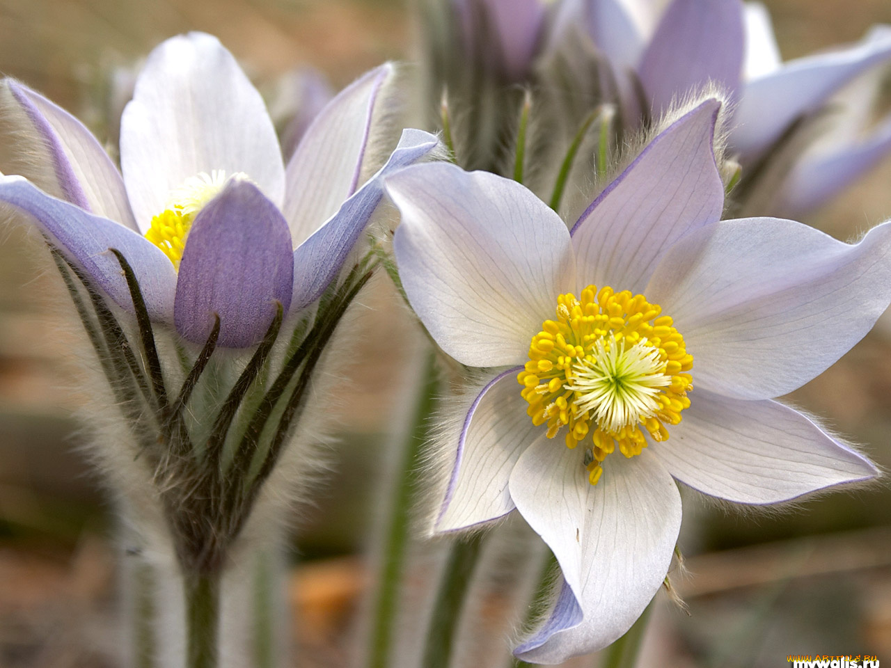 Anemone Pulsatilla С†РІРµС‚РѕРє