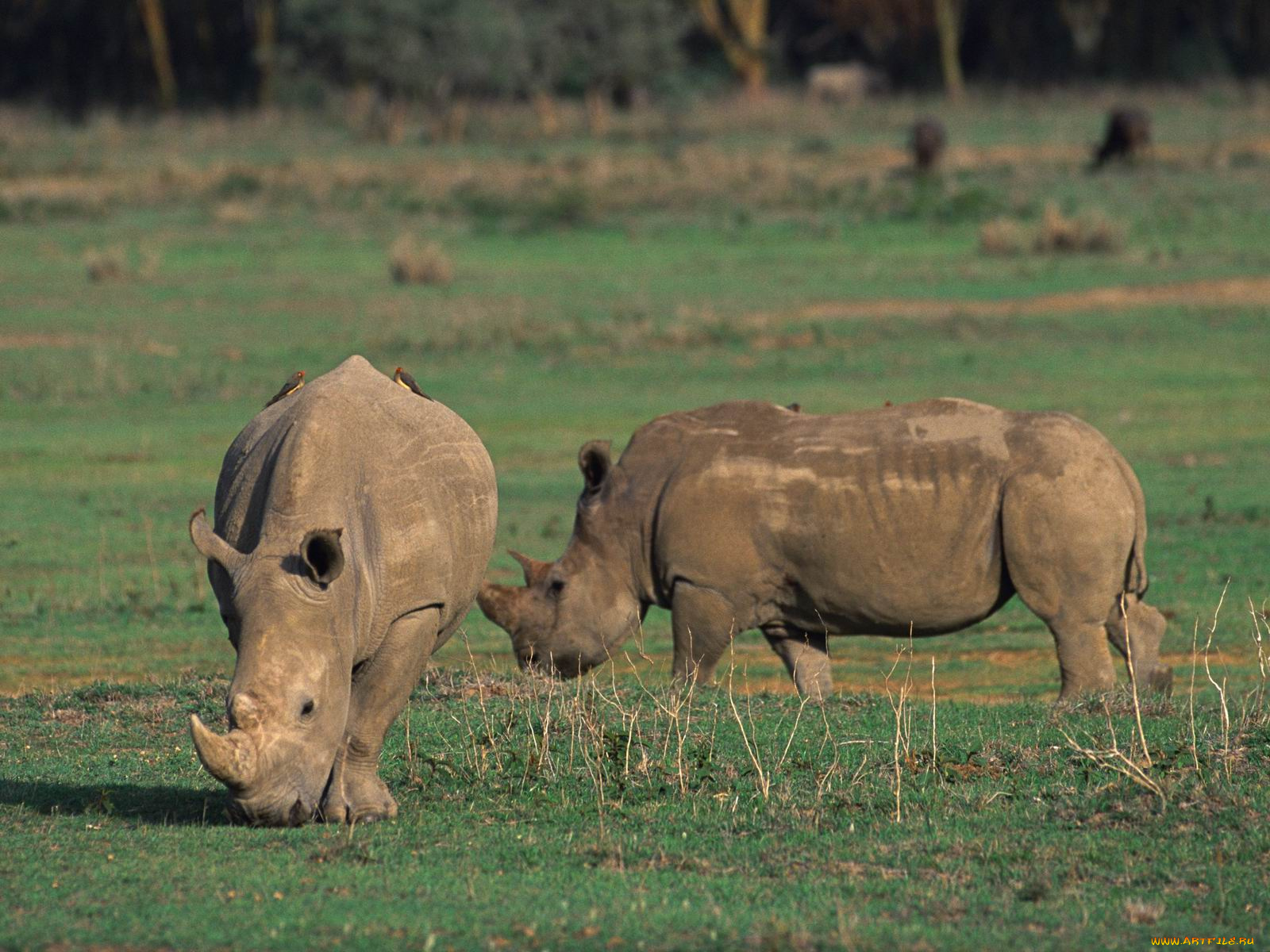 животные, носороги
