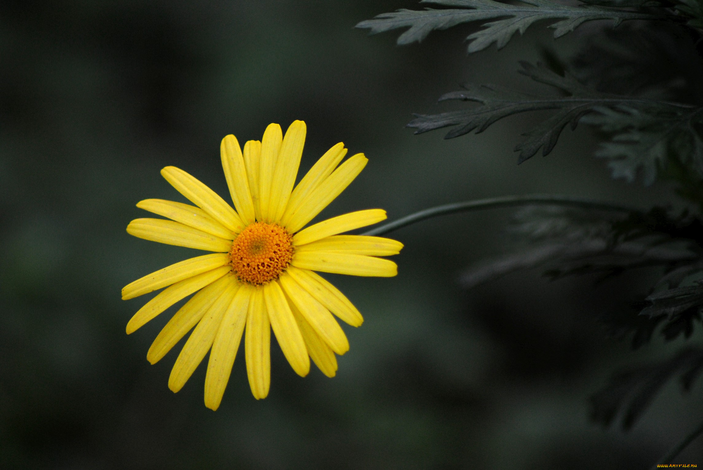 цветы, жёлтый