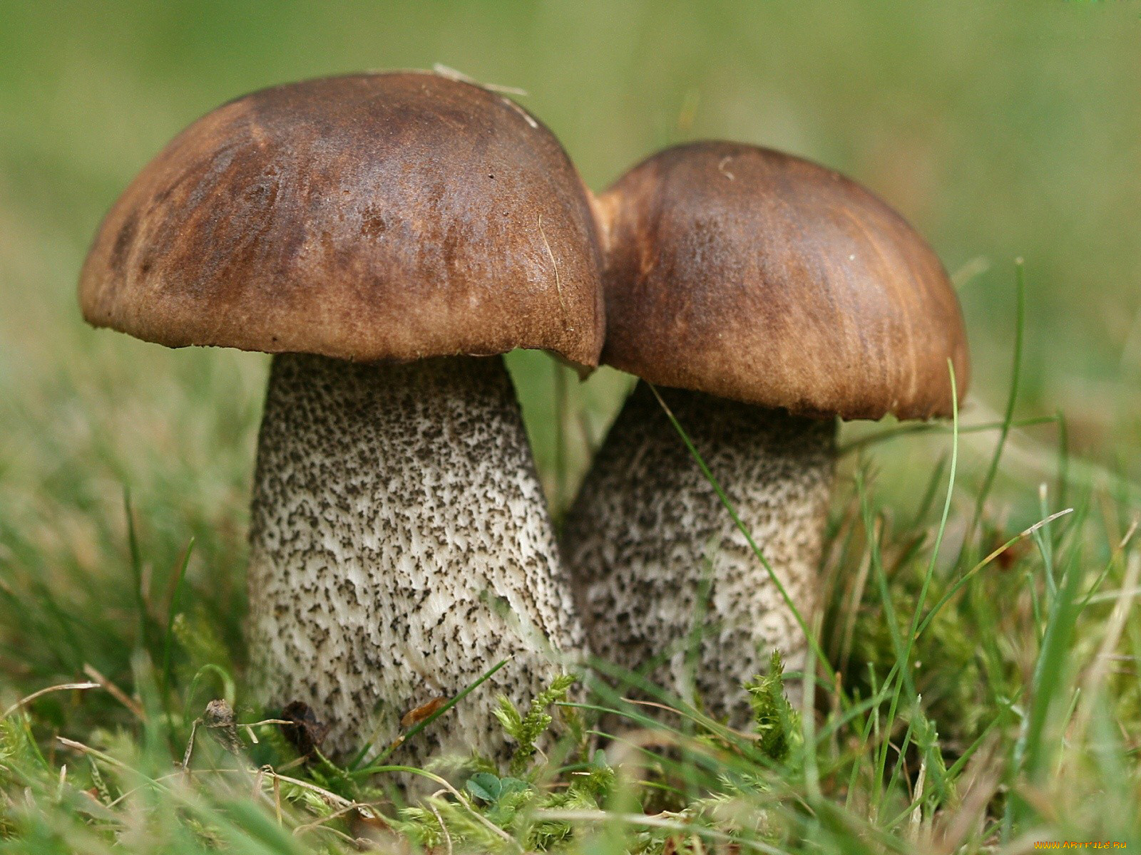 природа, грибы, подберезовики