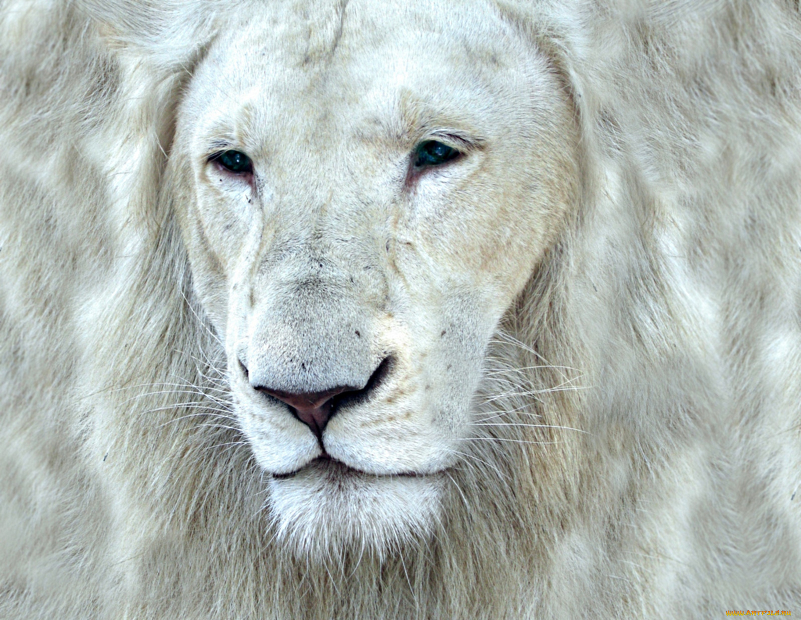 животные, львы, белый, царь, портрет