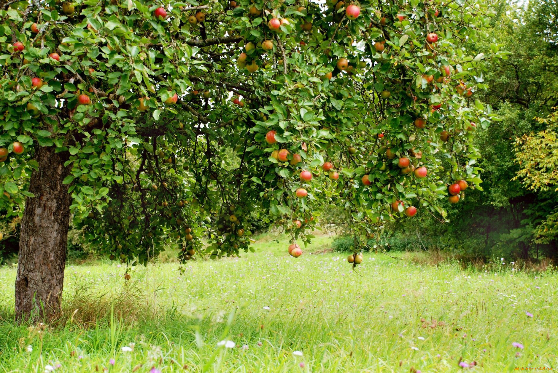 природа, плоды, яблоки, яблоня