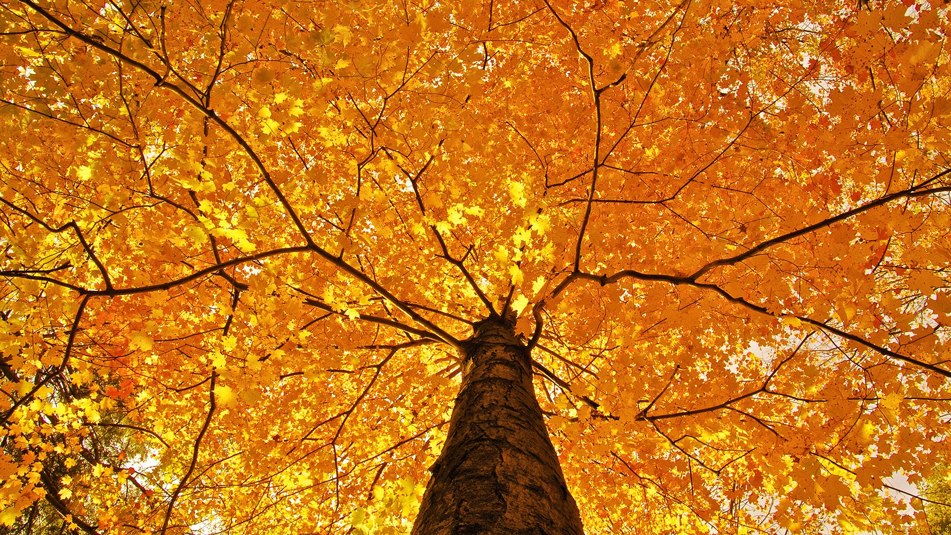 природа, деревья, желтые, листья, дерево, осень