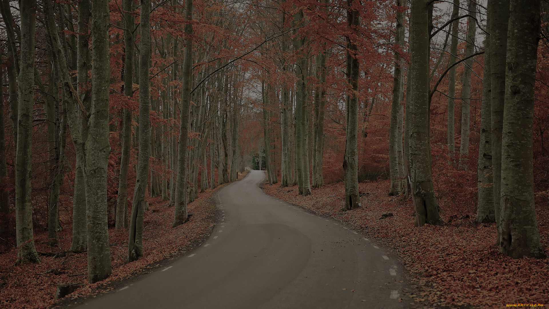 природа, дороги, швеция, осень, лес, деревья, дорога, robert, gustavsson, photography, листва, день