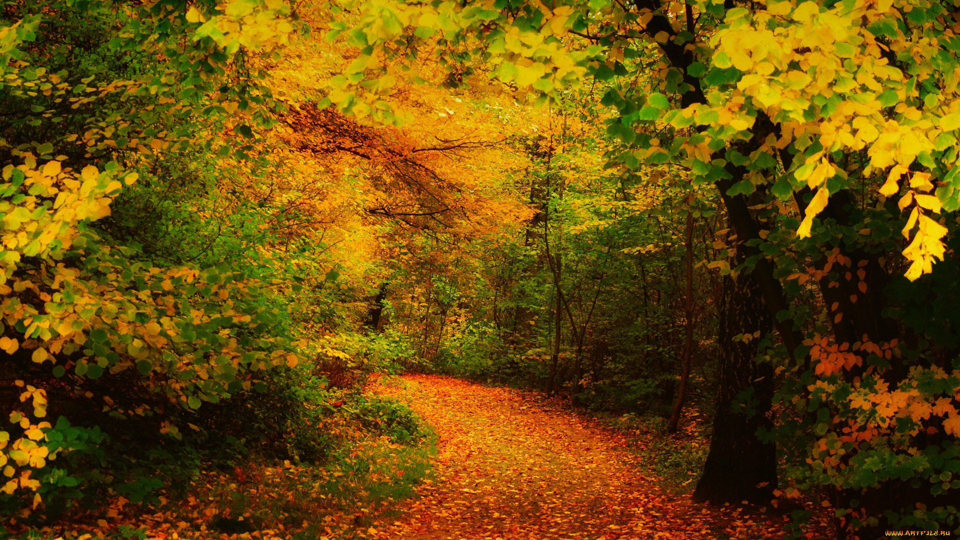 природа, дороги, тропа, лес, деревья, осень, листья