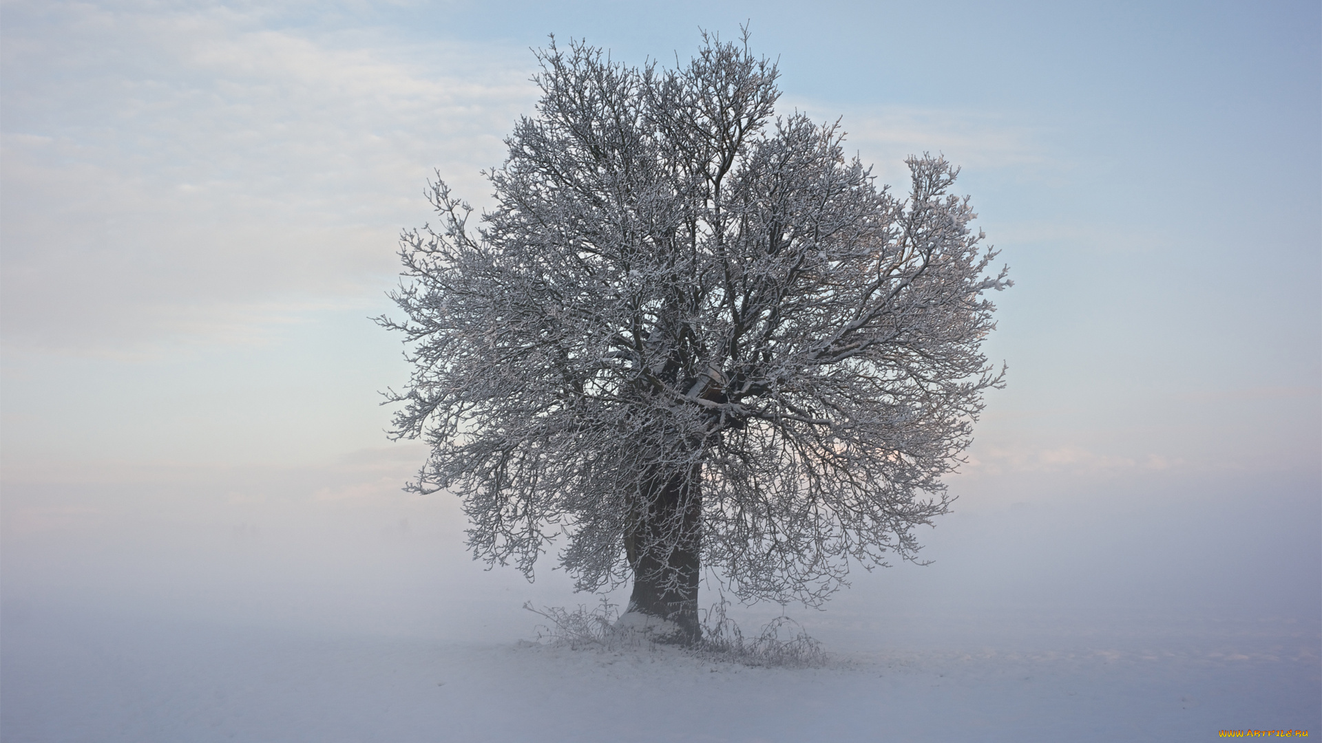 природа, зима, дерево, ветки, иней, снег, холод
