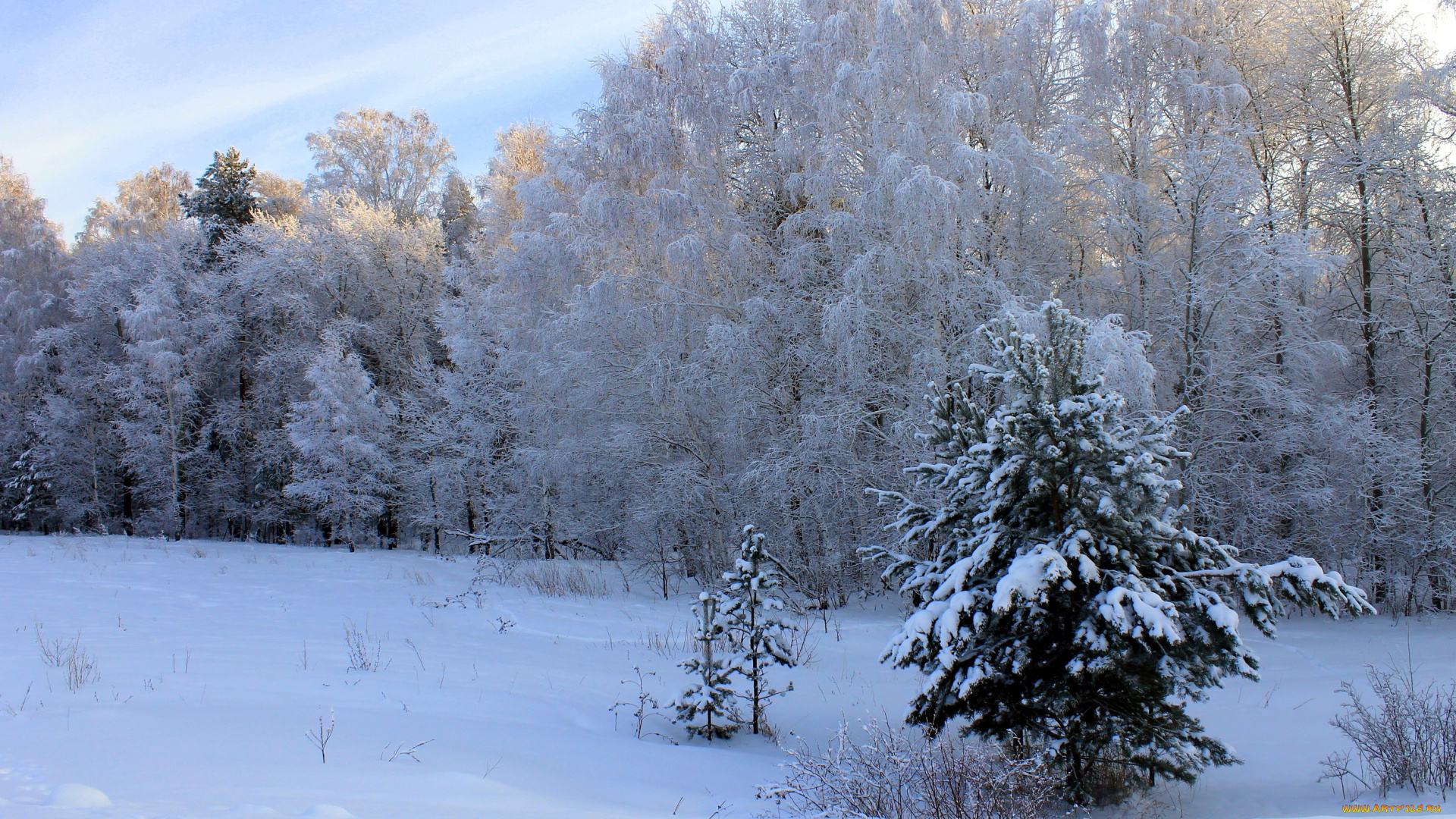природа, зима, деревья, лес, небо, день