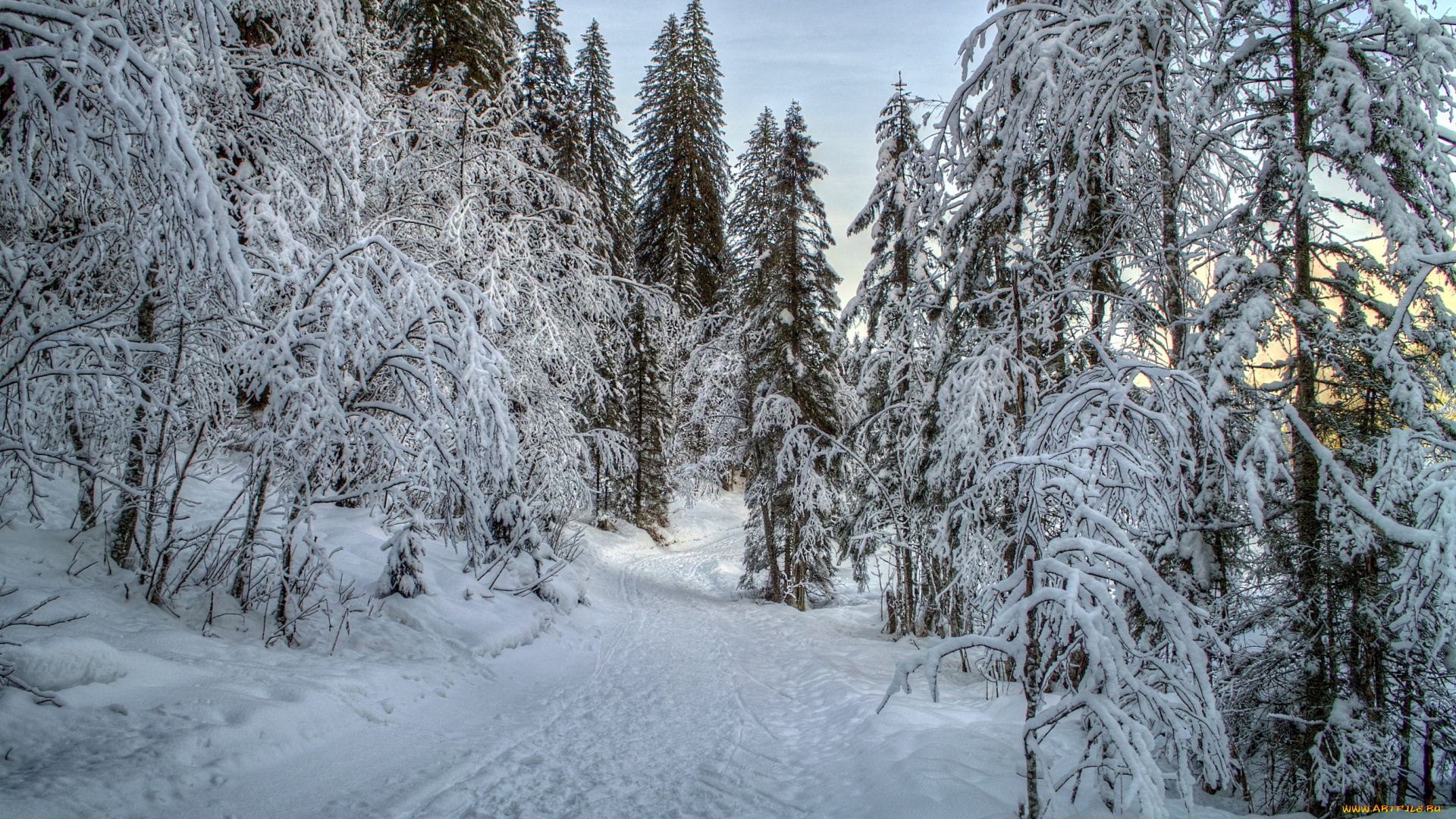 природа, зима, елки, снег, лес