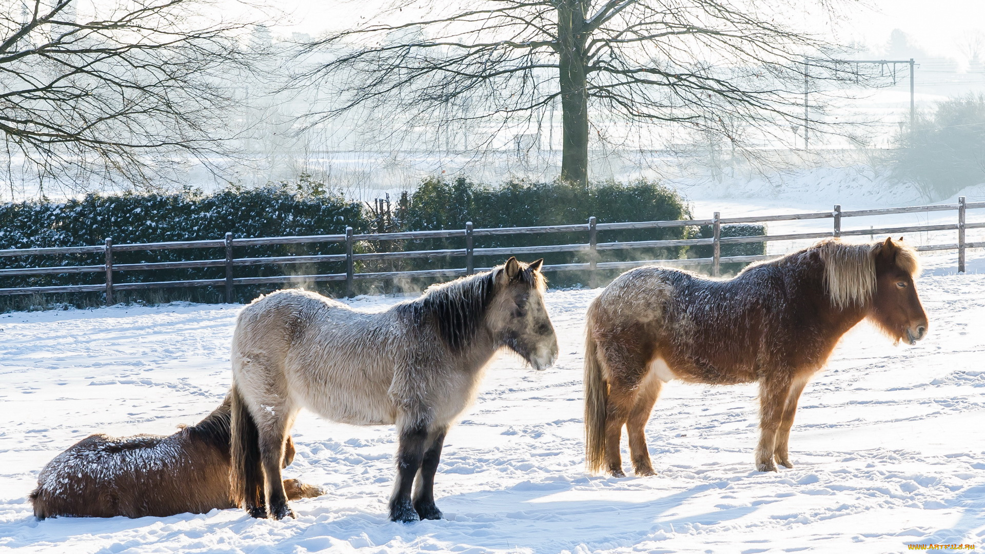 животные, лошади, холод, зима, забор, снег