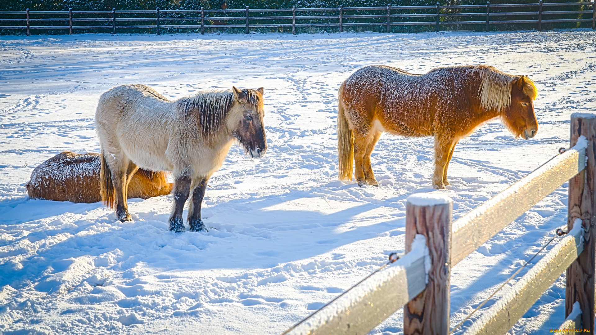 животные, лошади, холод, зима, забор, снег