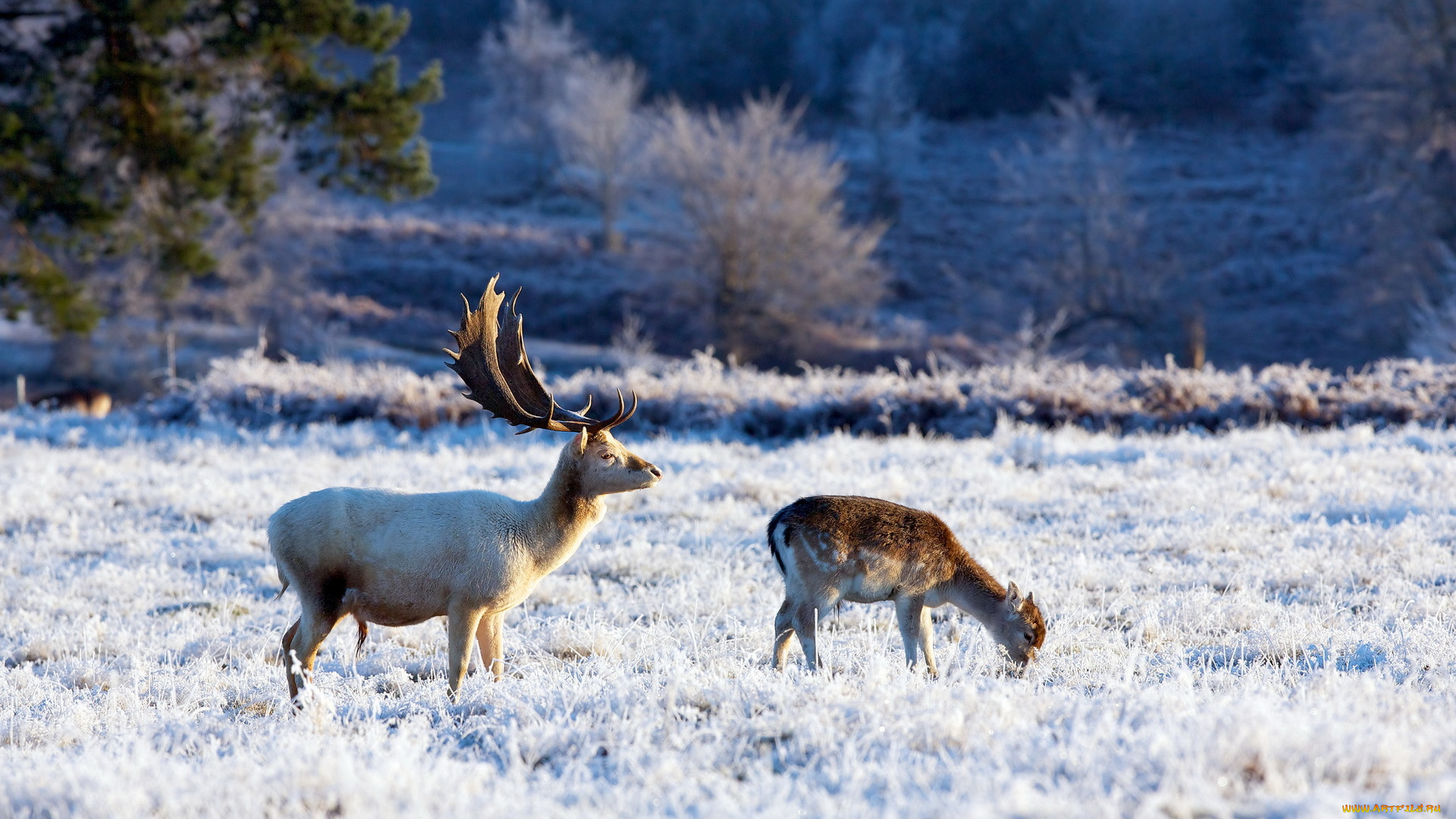 животные, олени, зима, природа