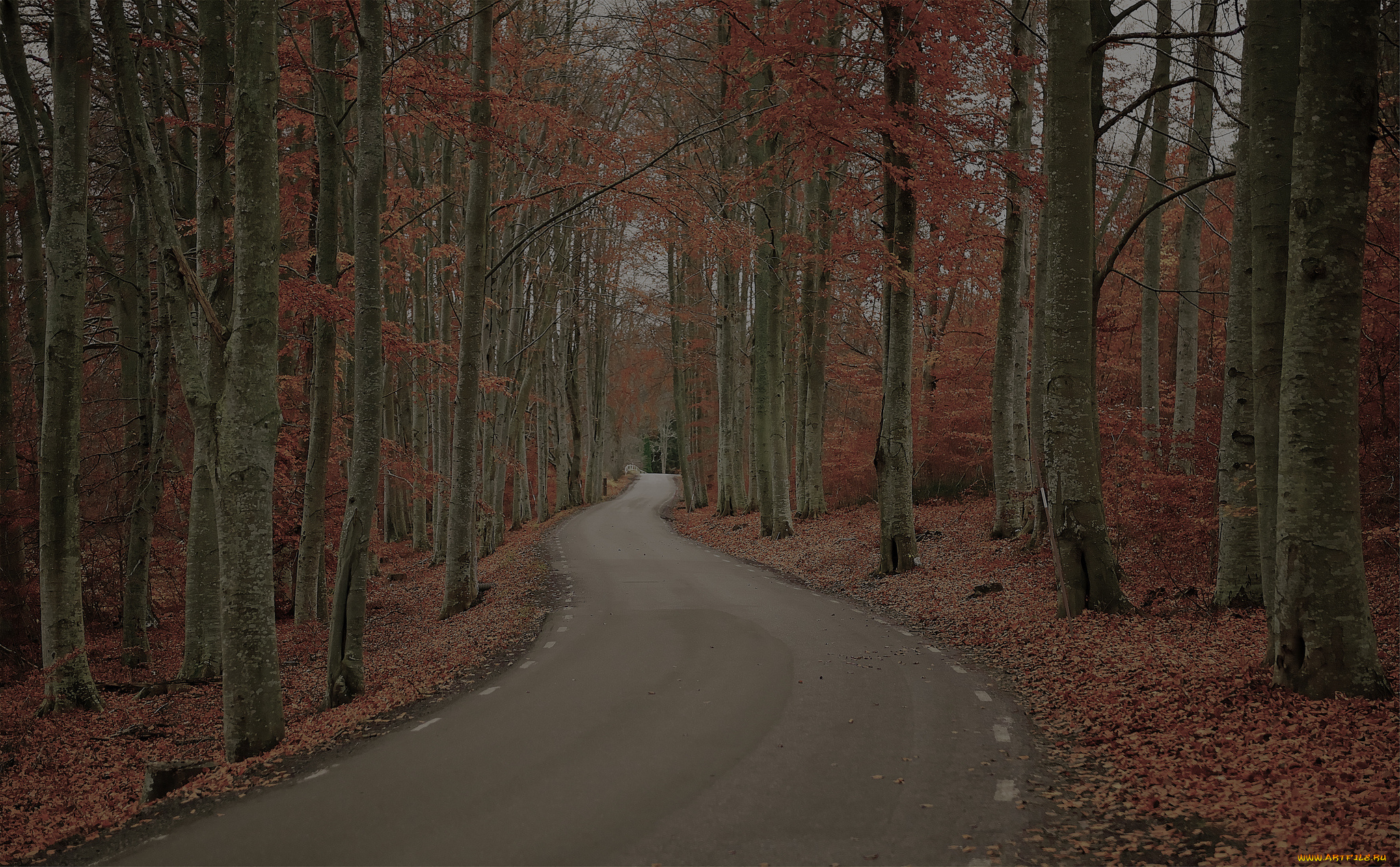 природа, дороги, швеция, осень, лес, деревья, дорога, robert, gustavsson, photography, листва, день