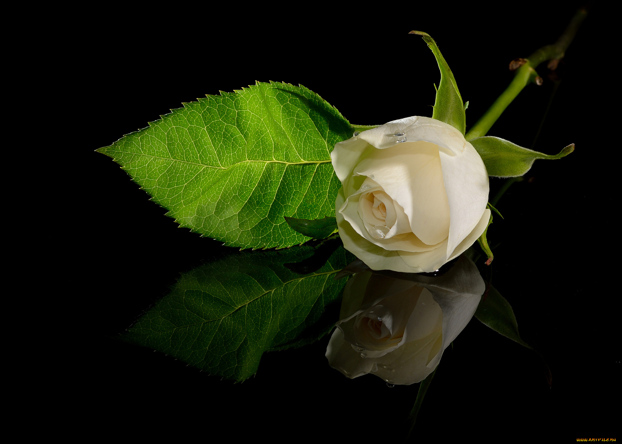 цветы, розы, отражение, белый