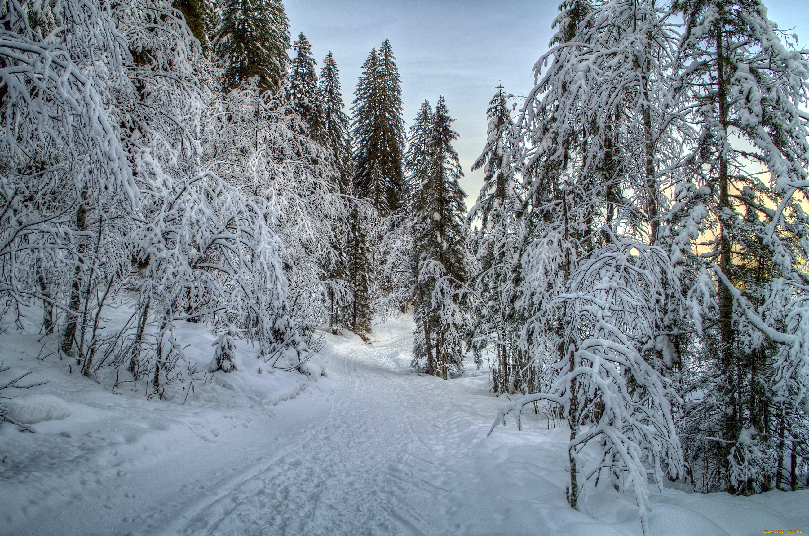 природа, зима, елки, снег, лес