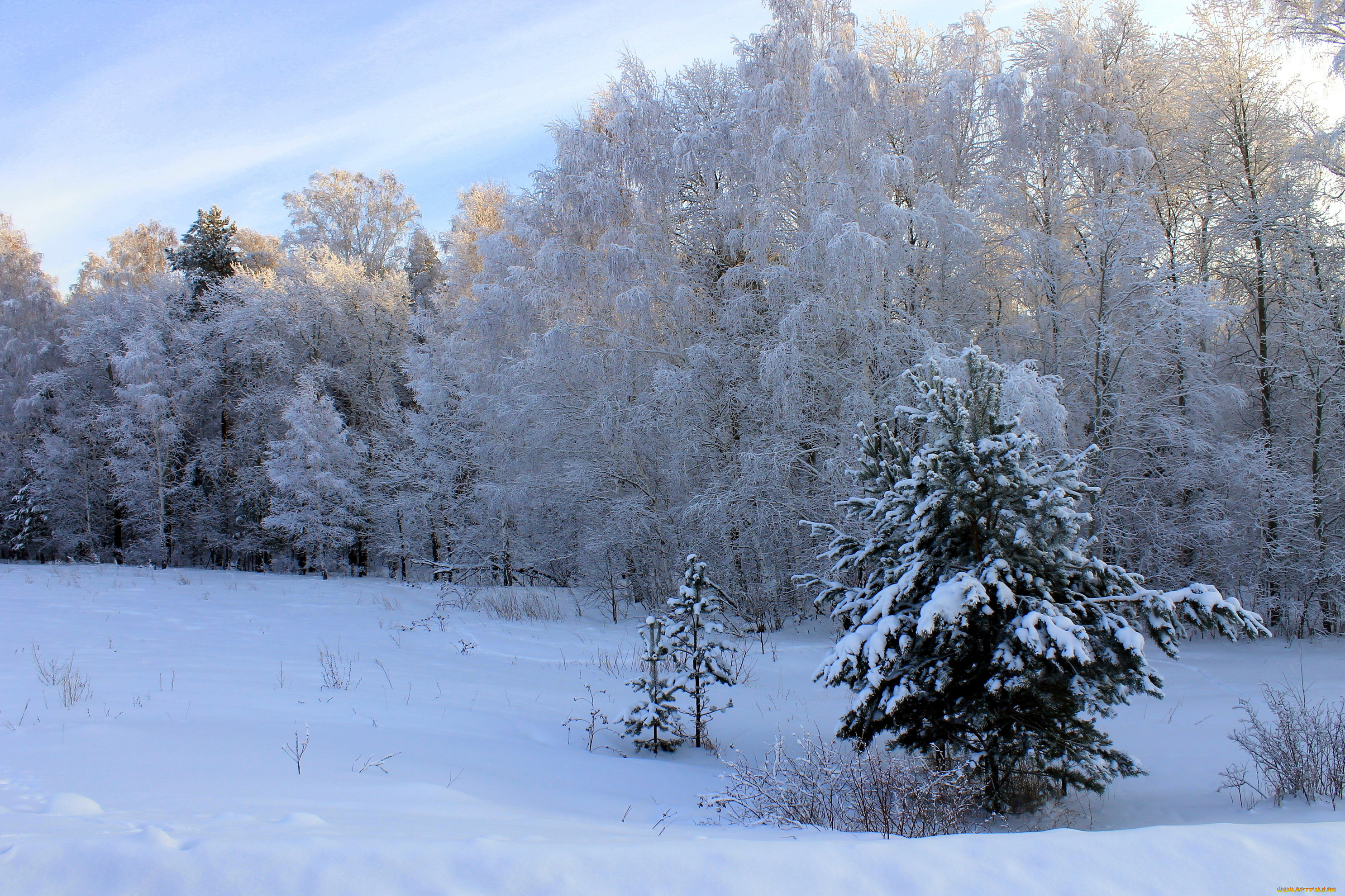 природа, зима, деревья, лес, небо, день
