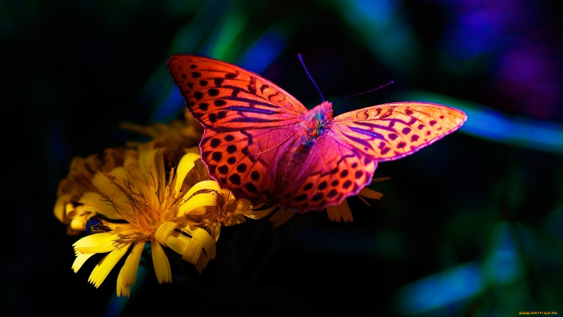 животные, бабочки, цветок, бабочка
