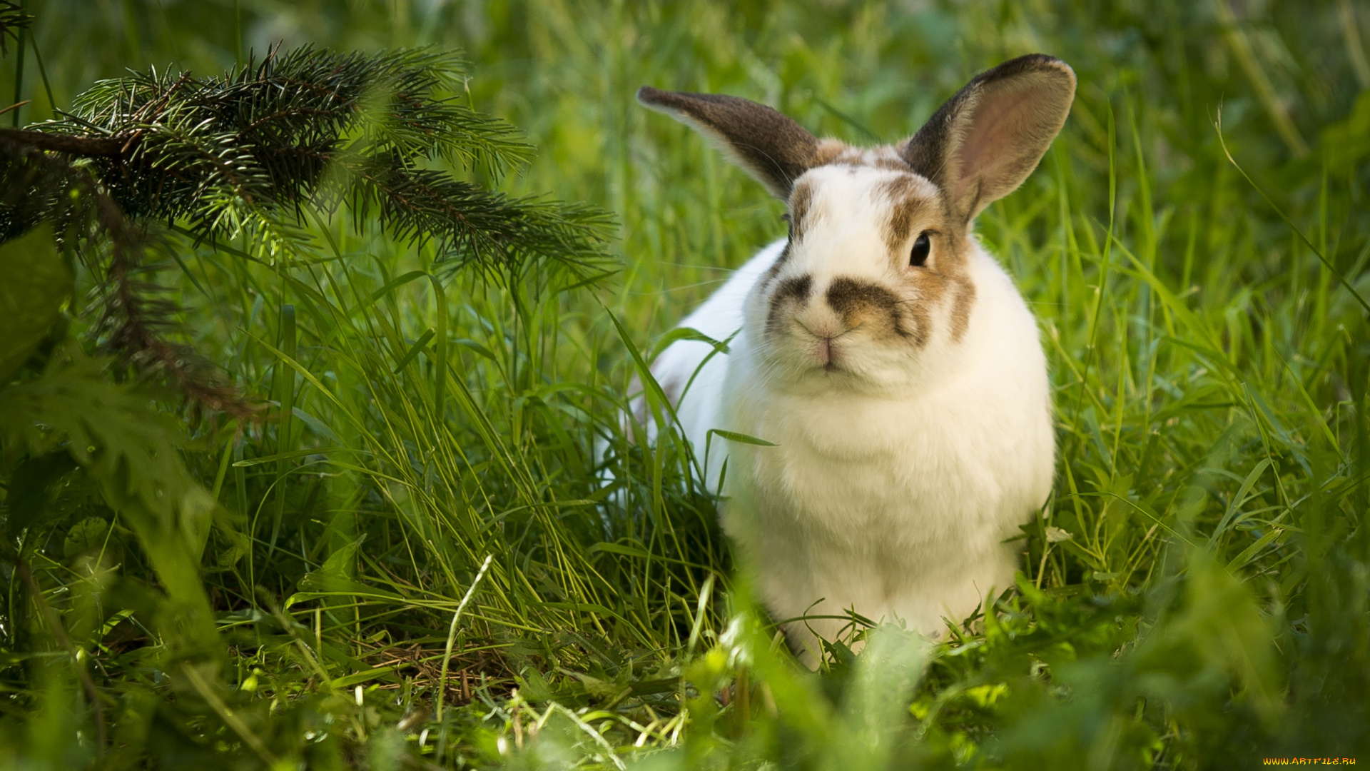 животные, кролики, , зайцы, ушатый