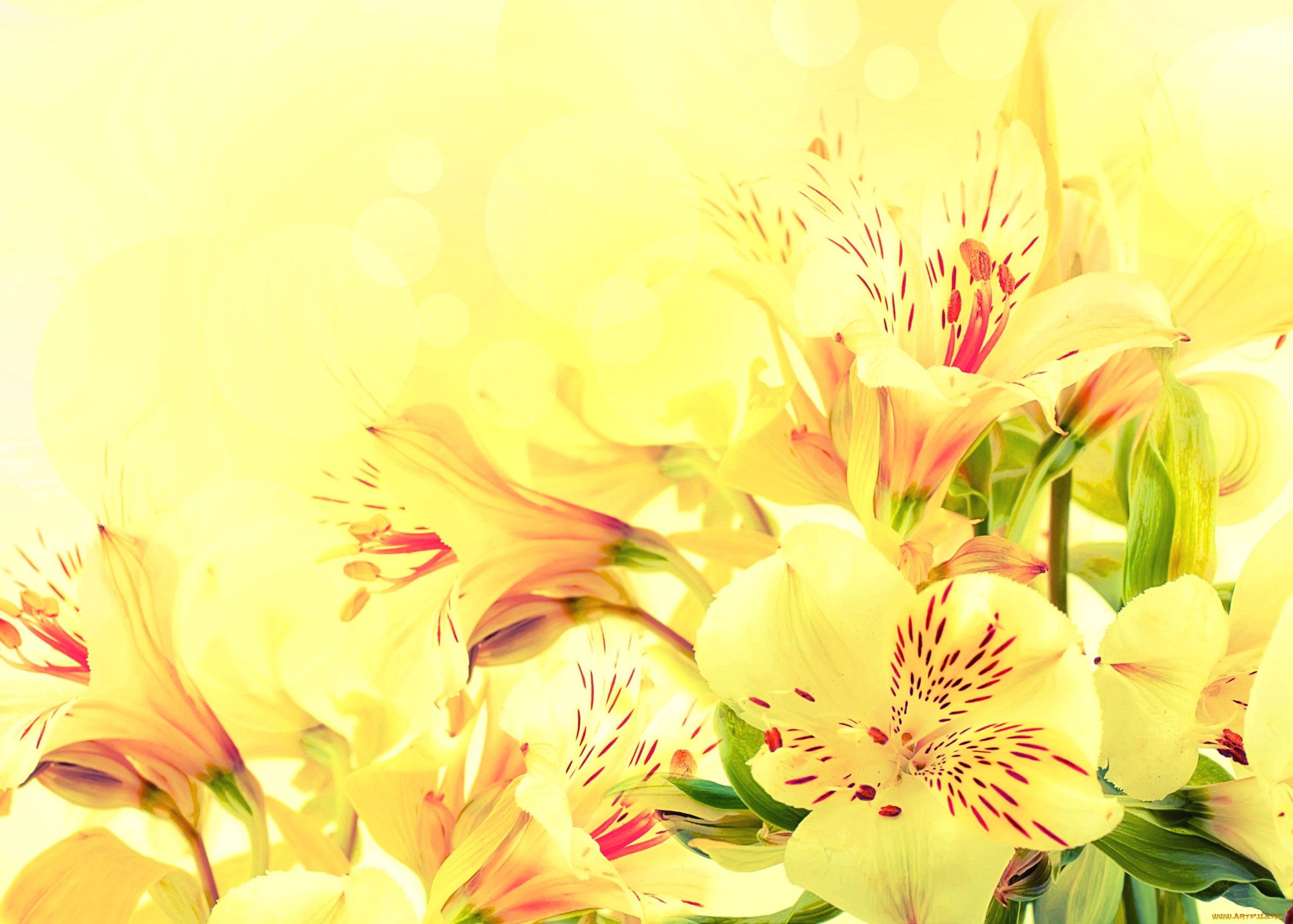 цветы, альстромерия, желтый