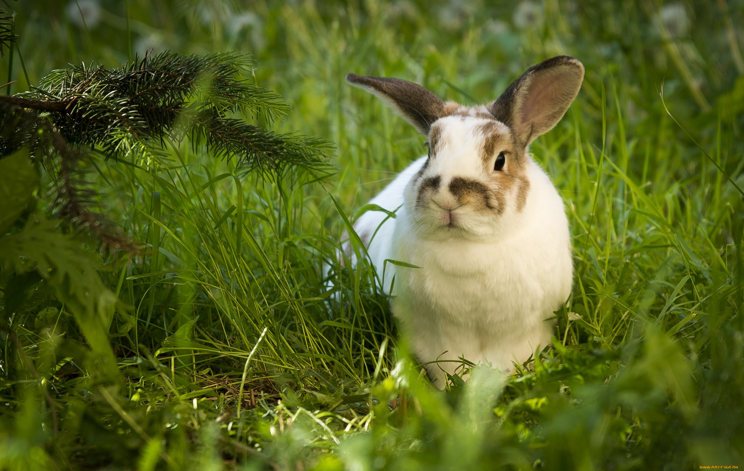 животные, кролики, , зайцы, ушатый