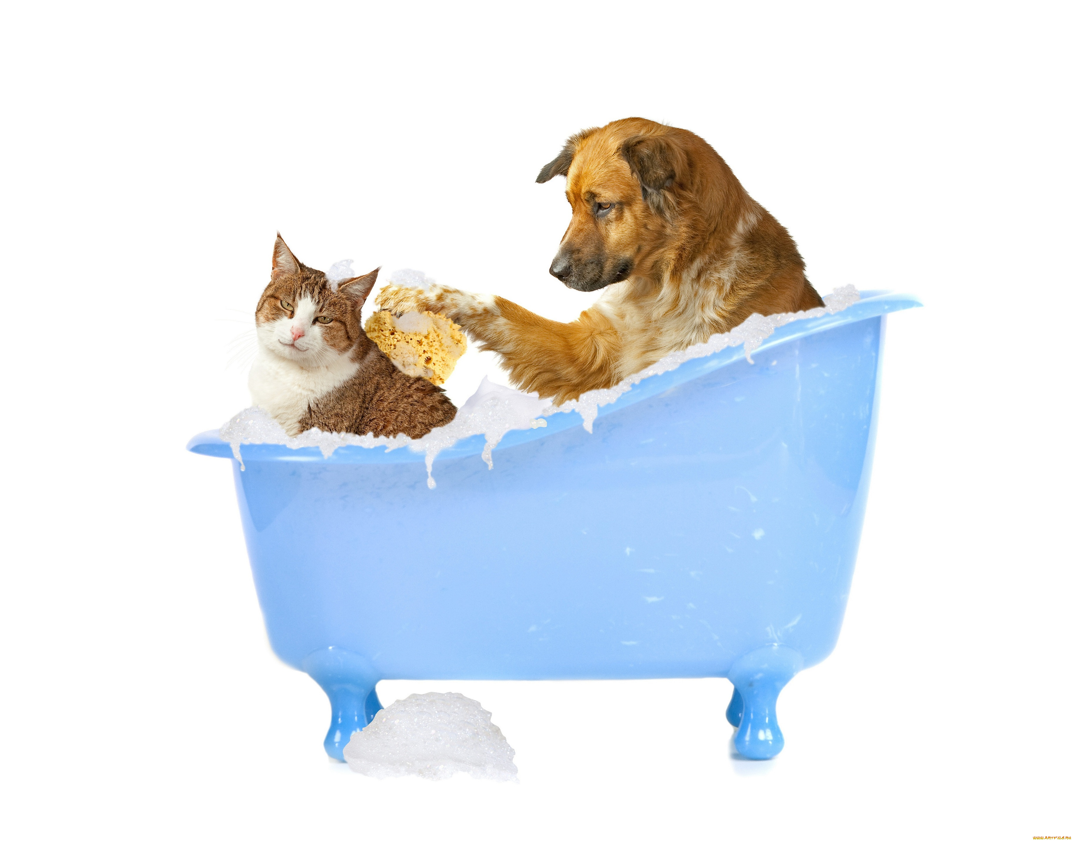 животные, разные, вместе, мочалка, пена, собака, кошка, мытье, ванна
