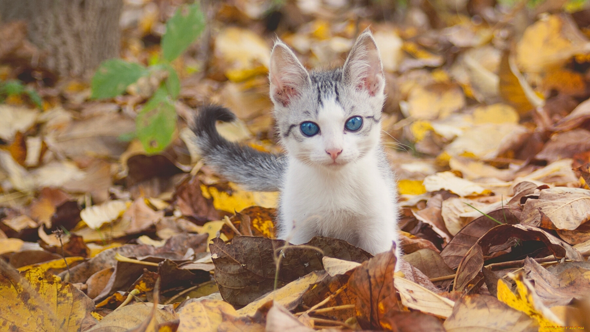 животные, коты, голубые, глаза, осень, котёнок, малыш, листья, взгляд