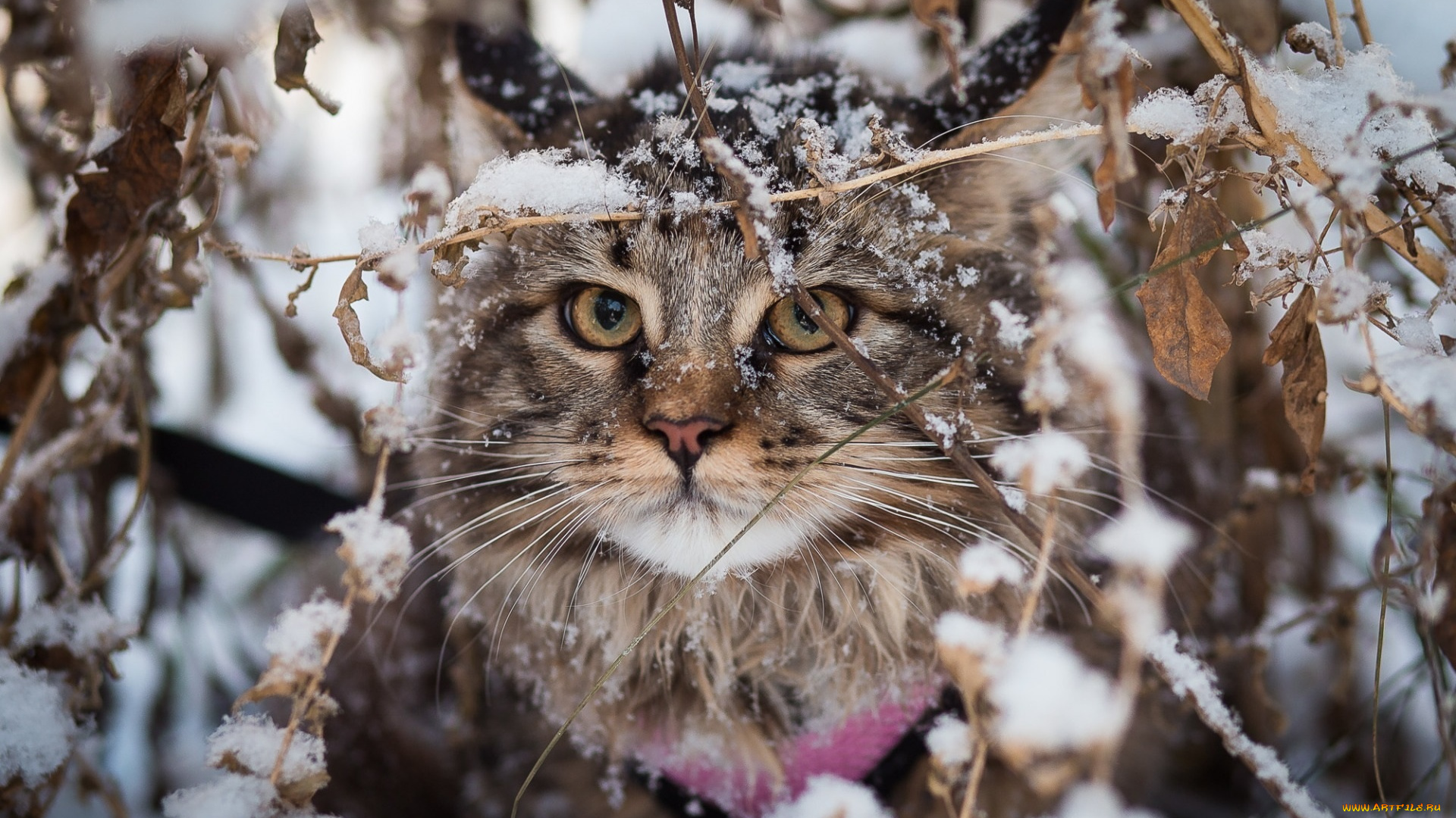 животные, коты, листья, сучья, ветки, снег, кот