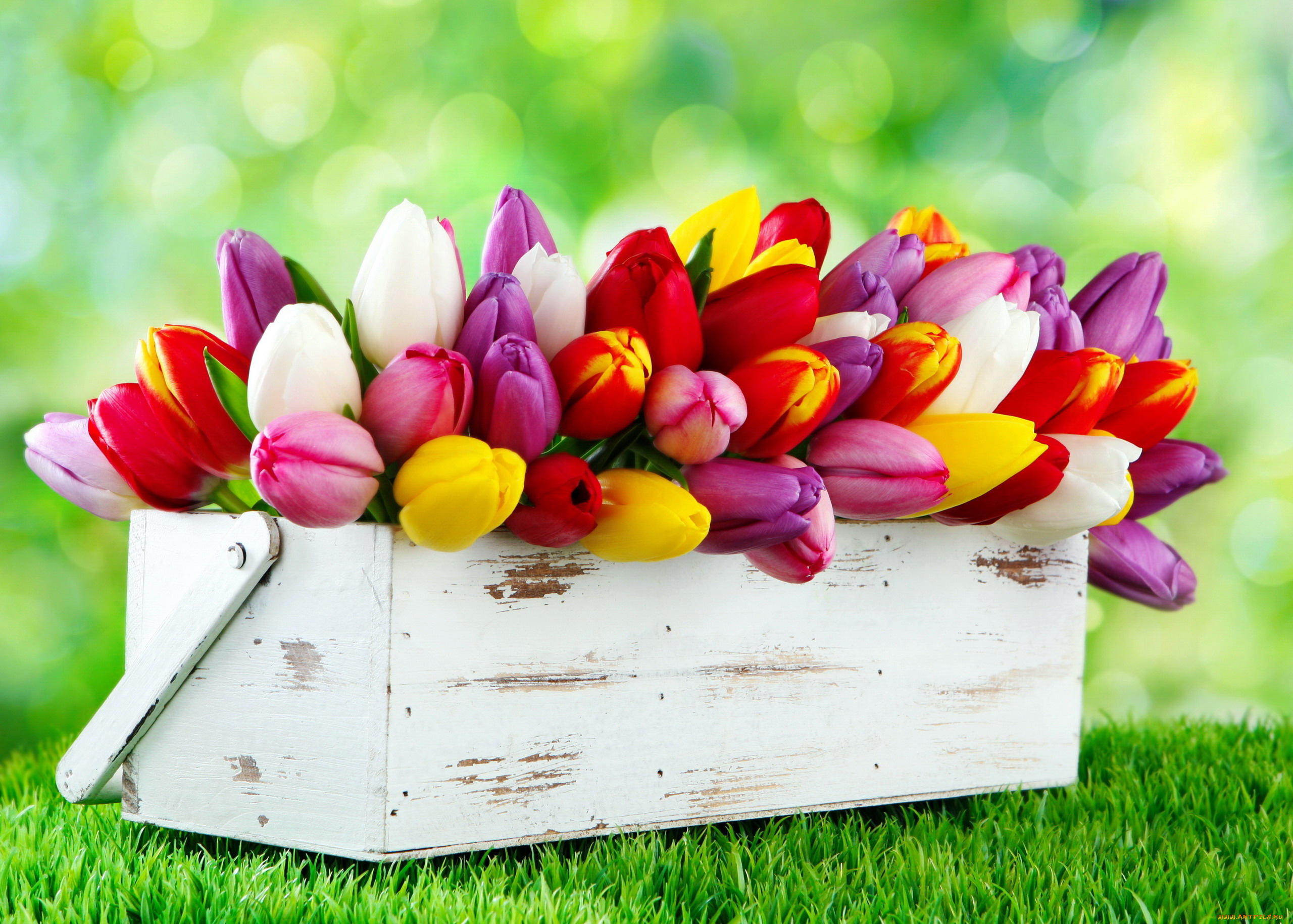 цветы, тюльпаны, ящик, бутоны
