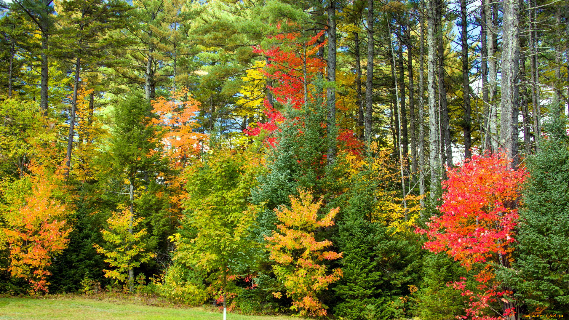 природа, лес, осень, листопад