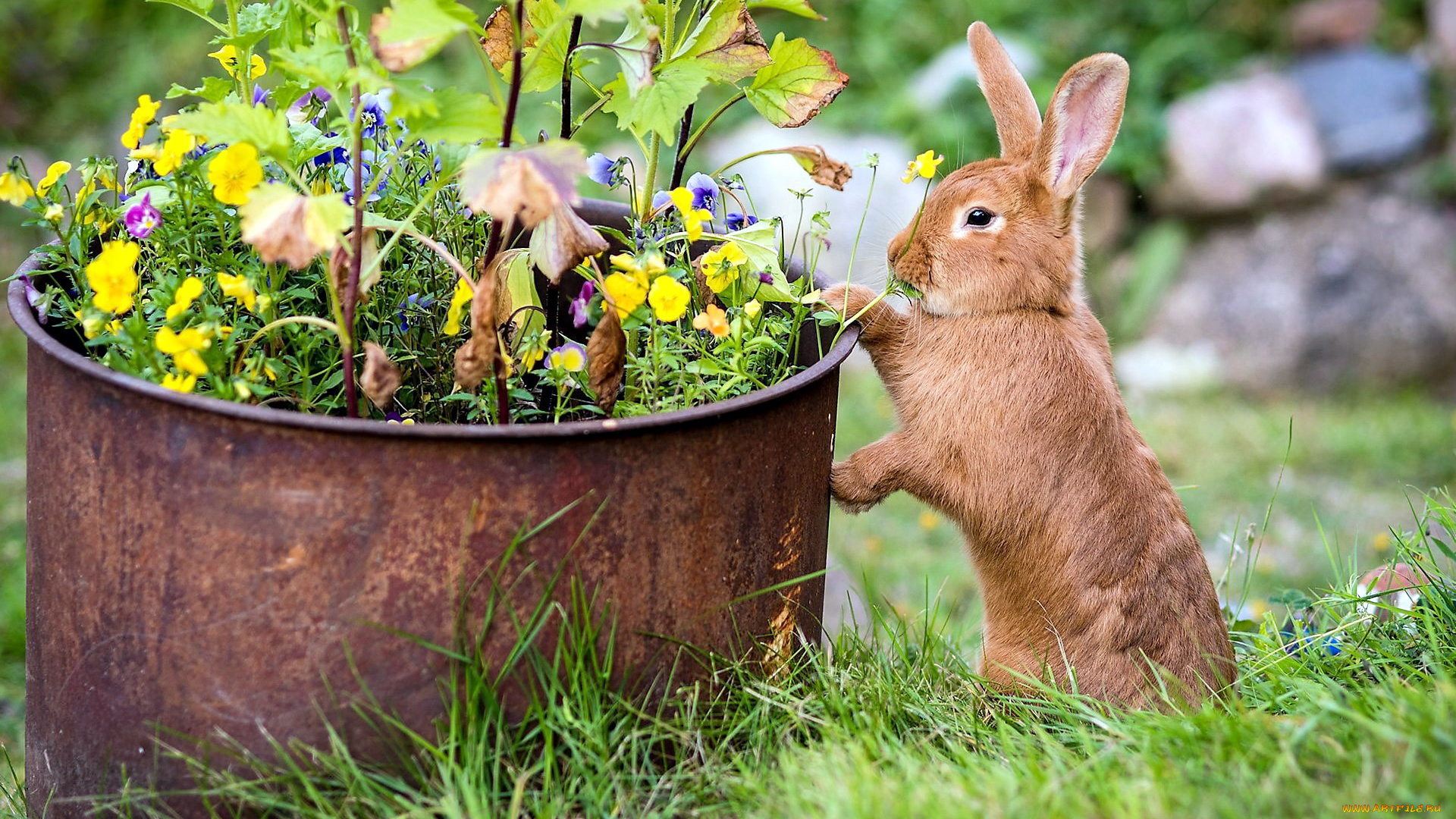 животные, кролики, , зайцы, коричневый, трава, кролик